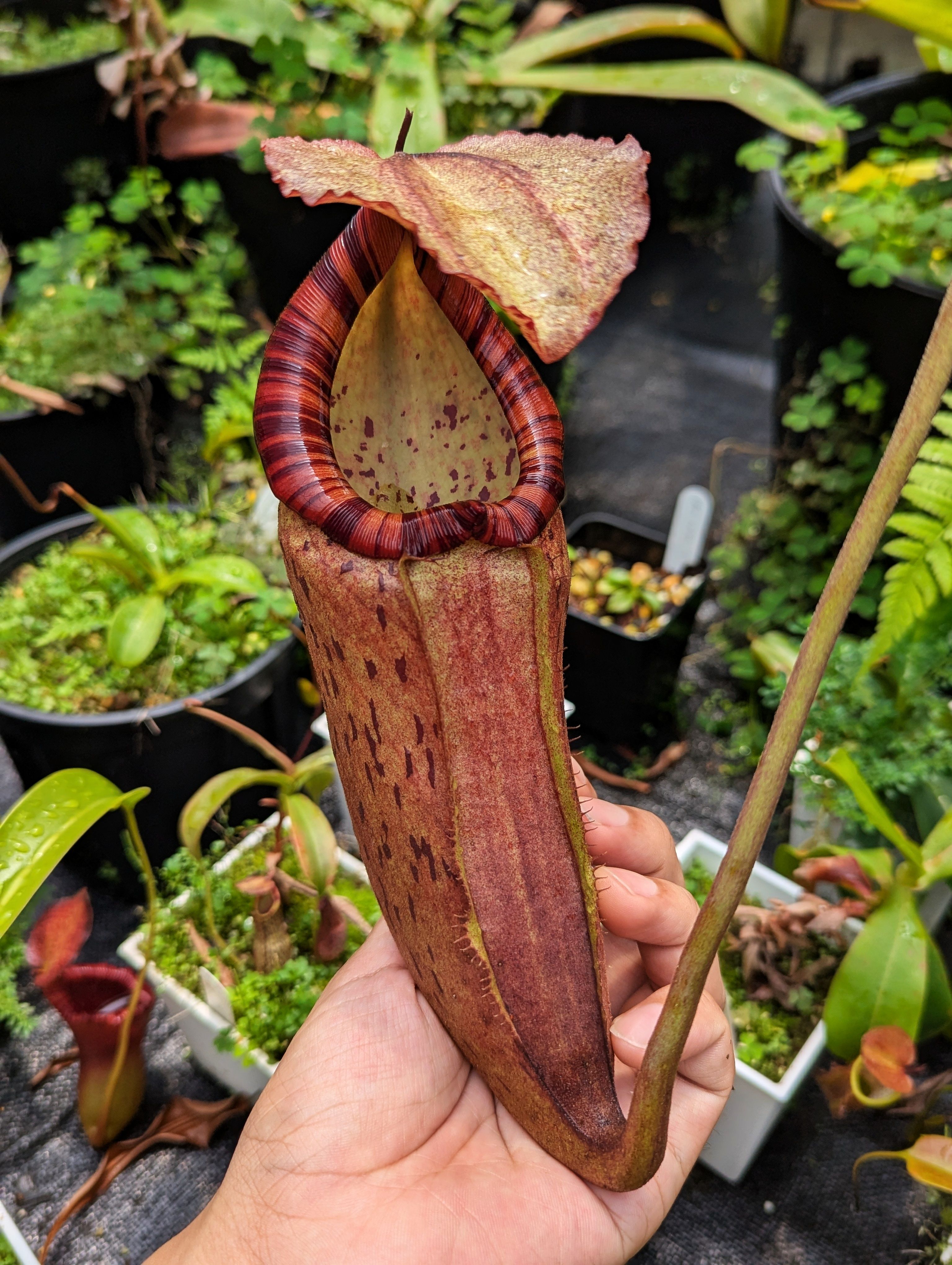 蘇門ｘ包西豬籠草 𝑁. 𝑠𝑢𝑚𝑎𝑡𝑟𝑎𝑛𝑎 𝑥 𝑏𝑜𝑠𝑐ℎ𝑖𝑎𝑛𝑎 EP ♂