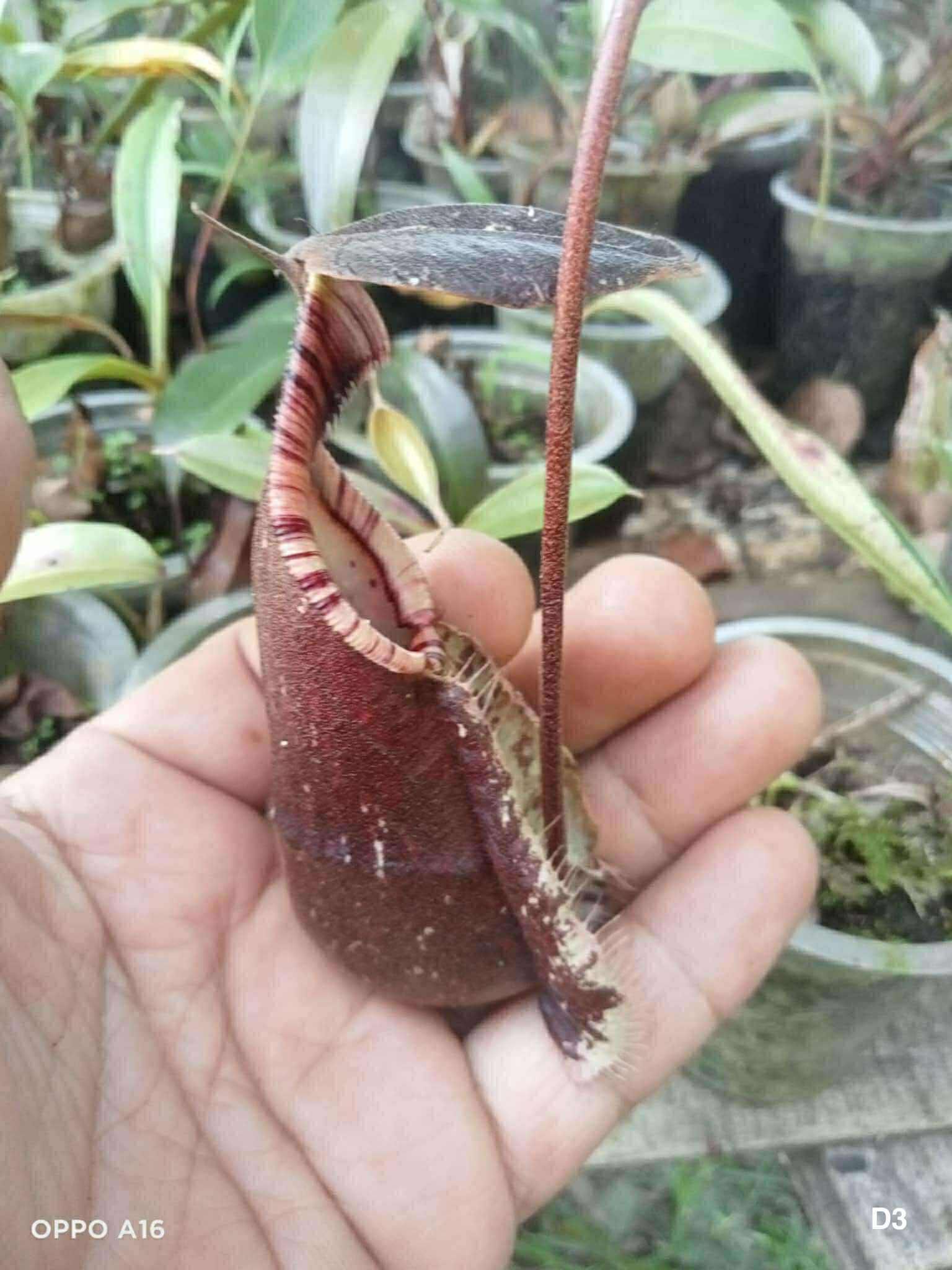 萊佛豬籠草 黑 𝑁. 𝑟𝑎𝑓𝑓𝑙𝑒𝑠𝑖𝑎𝑛𝑎 ’dark’