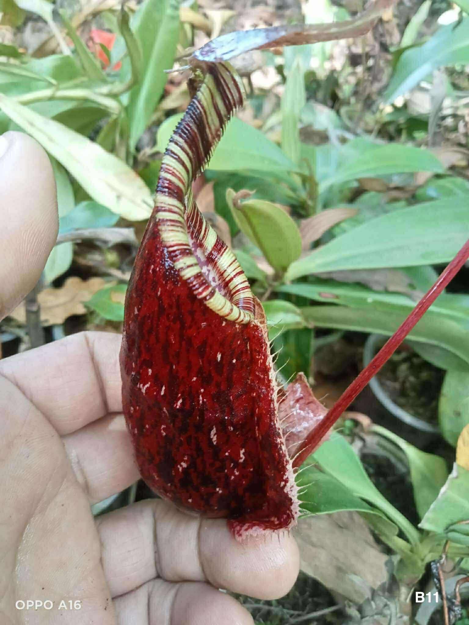 萊佛豬籠草 三色 𝑁. 𝑟𝑎𝑓𝑓𝑙𝑒𝑠𝑖𝑎𝑛𝑎 ’tricolor’