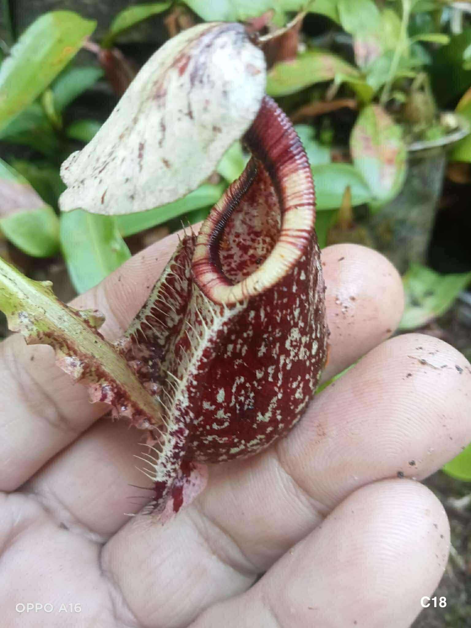 萊佛豬籠草 飛翼 𝑁. 𝑟𝑎𝑓𝑓𝑙𝑒𝑠𝑖𝑎𝑛𝑎 𝑣𝑎𝑟. alata