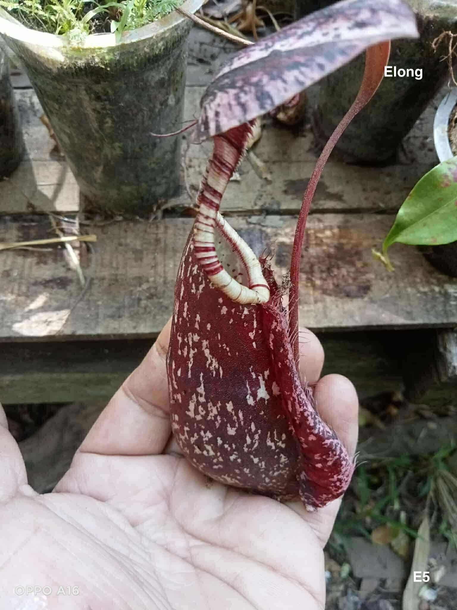 萊佛豬籠草 長瓶 𝑁. 𝑟𝑎𝑓𝑓𝑙𝑒𝑠𝑖𝑎𝑛𝑎 𝑣𝑎𝑟. elongata