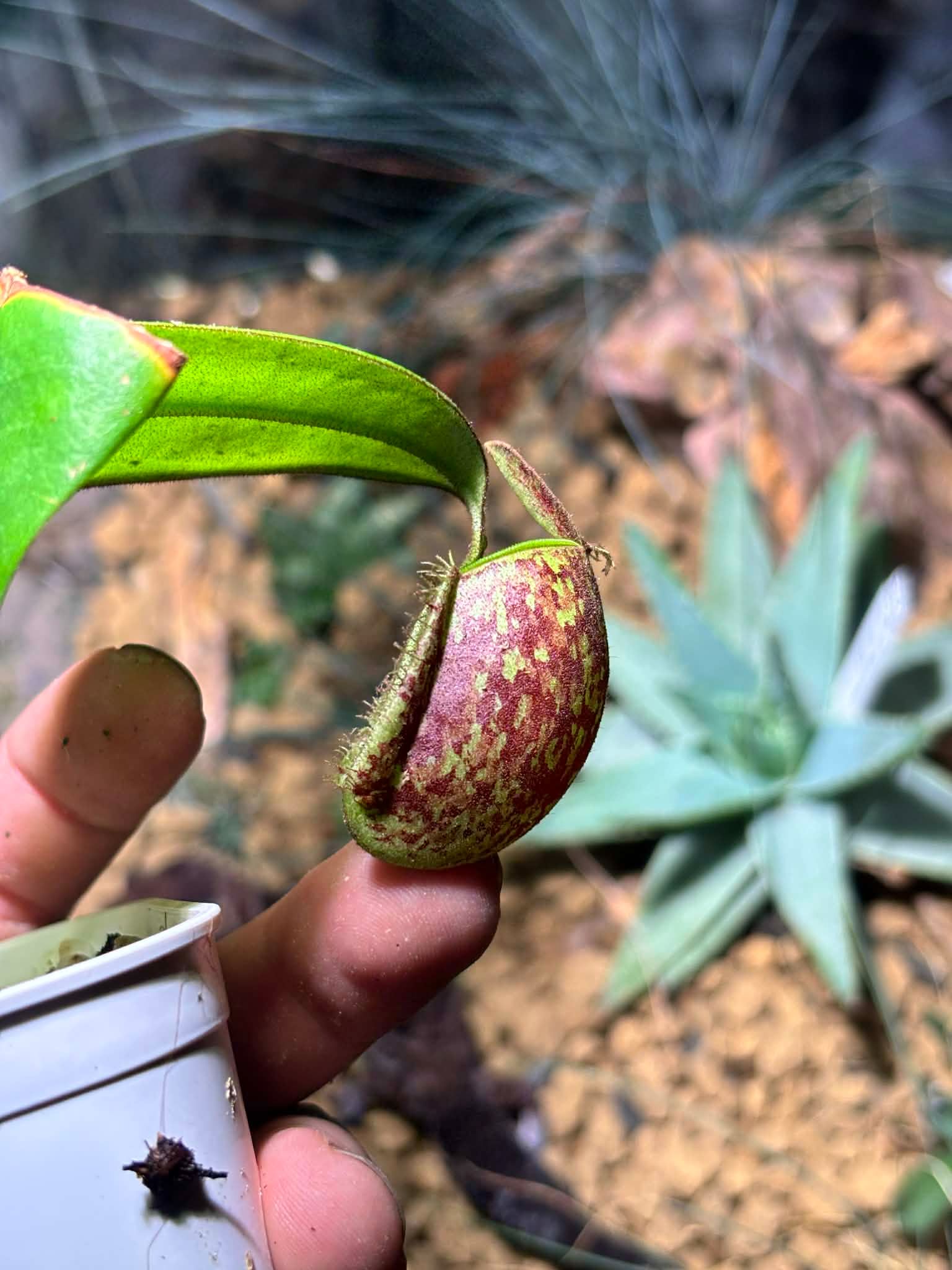 蘋果豬籠草 三色 𝑁. 𝑎𝑚𝑝𝑢𝑙𝑙𝑎𝑟𝑖𝑎 ’tricolor’