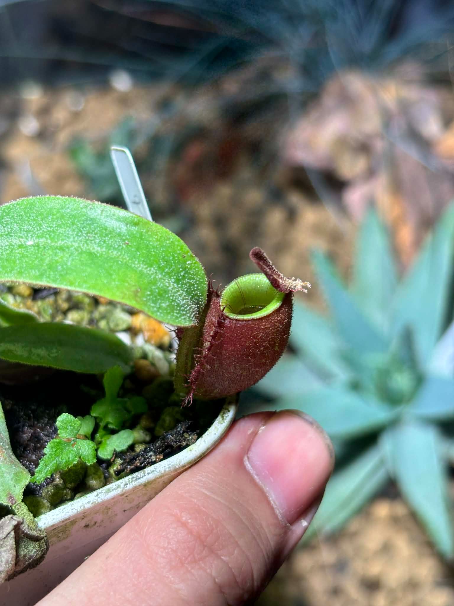 蘋果豬籠草 紅瓶綠唇 𝑁. 𝑎𝑚𝑝𝑢𝑙𝑙𝑎𝑟𝑖𝑎