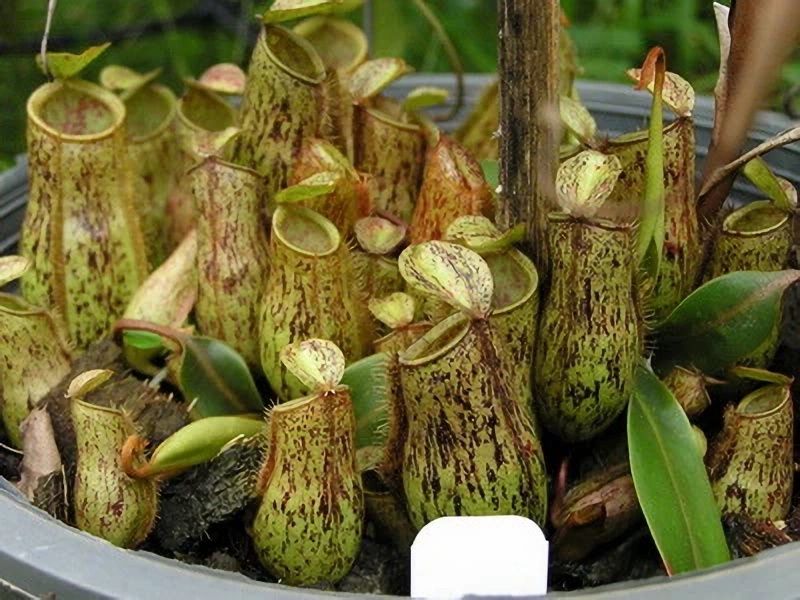 毛果豬籠草 斑蘋果x黑小豬 𝑁𝑒𝑝𝑒𝑛𝑡ℎ𝑒𝑠 × 𝑡𝑟𝑖𝑐ℎ𝑜𝑐𝑎𝑟𝑝𝑎