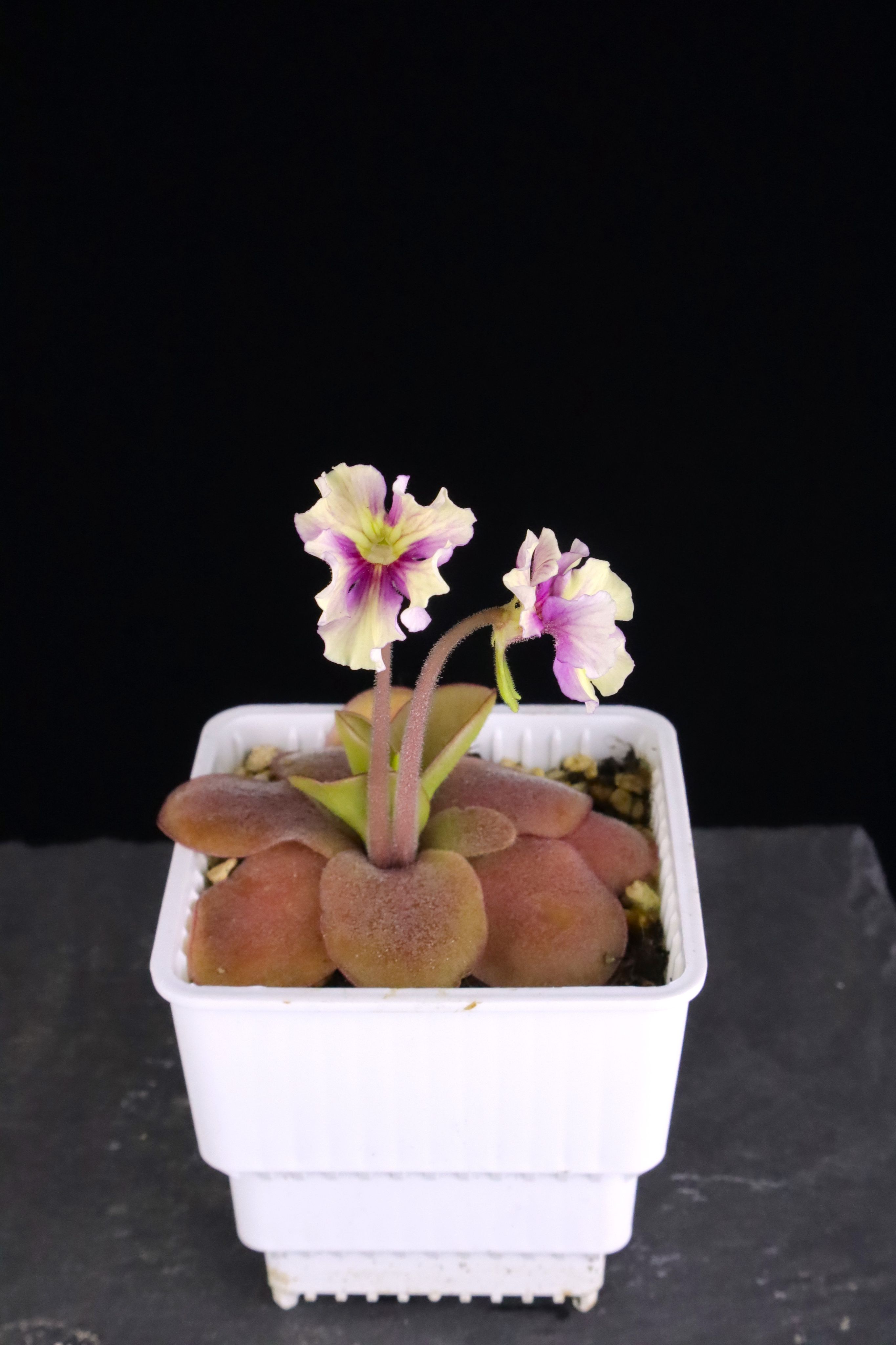 金髮樹莓捕蟲堇 𝑃𝑖𝑛𝑔𝑢𝑖𝑐𝑢𝑙𝑎 ’ Razzberry Blonde’