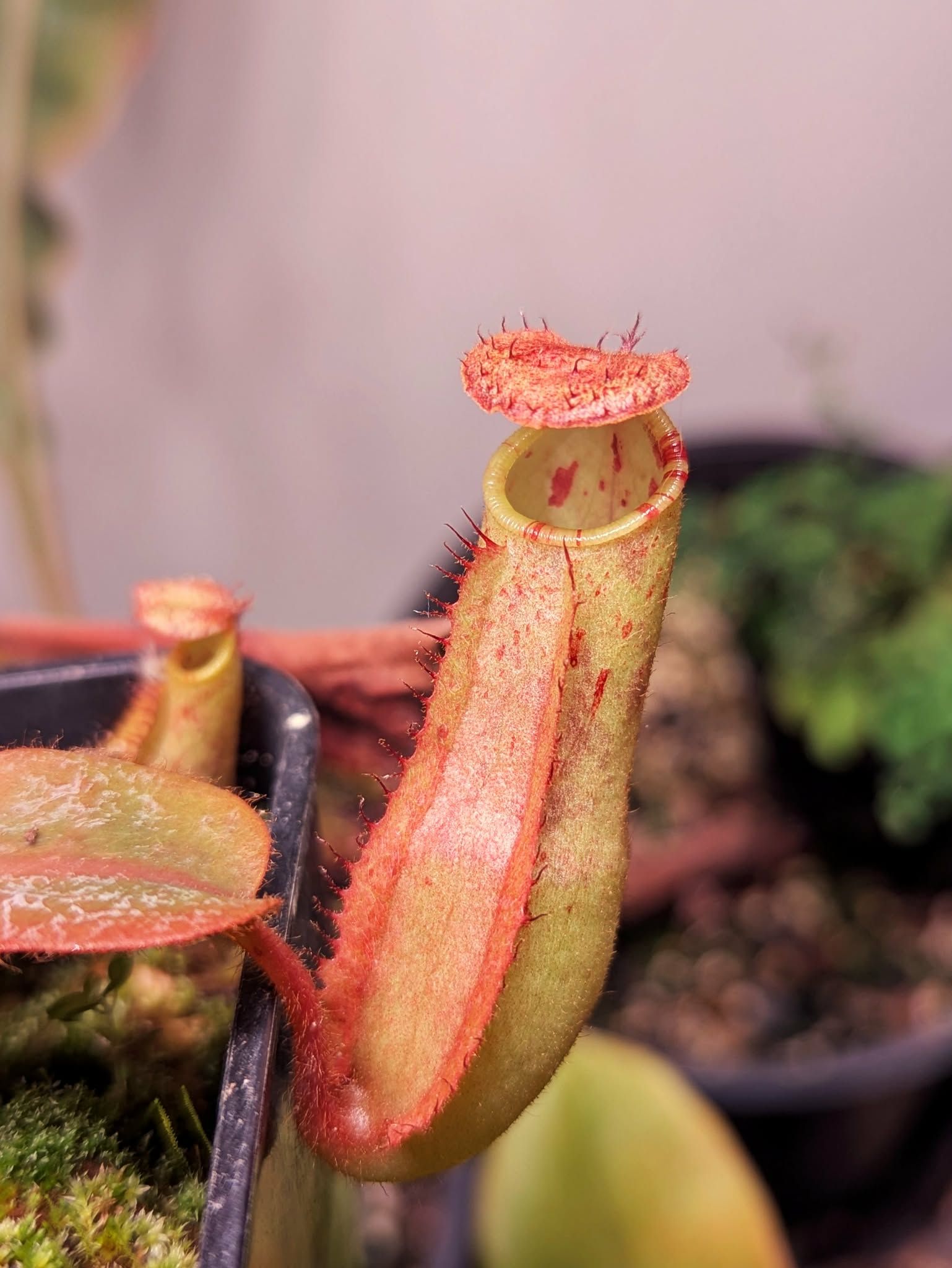 盾葉毛 x 維奇豬籠草 𝑁. 𝑝𝑒𝑙𝑡𝑎𝑡𝑎 𝑥 𝑣𝑒𝑖𝑡𝑐ℎ𝑖𝑖 Bario YG