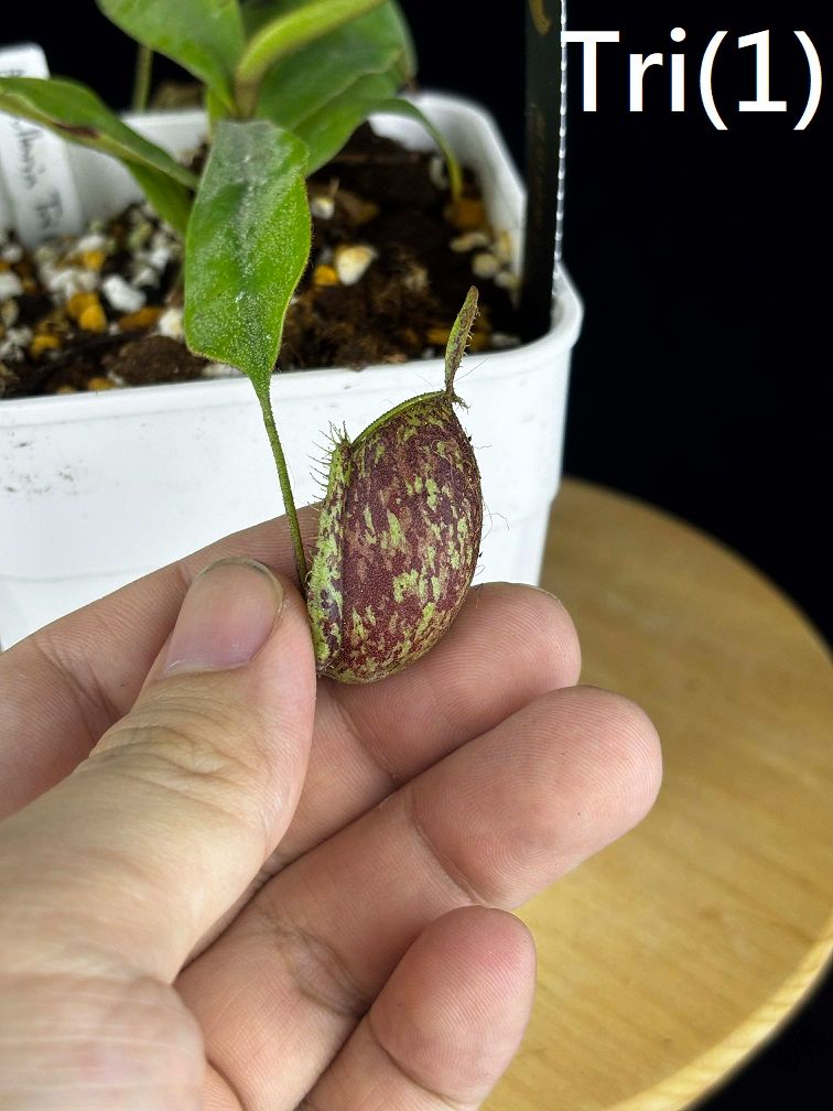 蘋果豬籠草 三色 𝑁. 𝑎𝑚𝑝𝑢𝑙𝑙𝑎𝑟𝑖𝑎 ’tricolor’