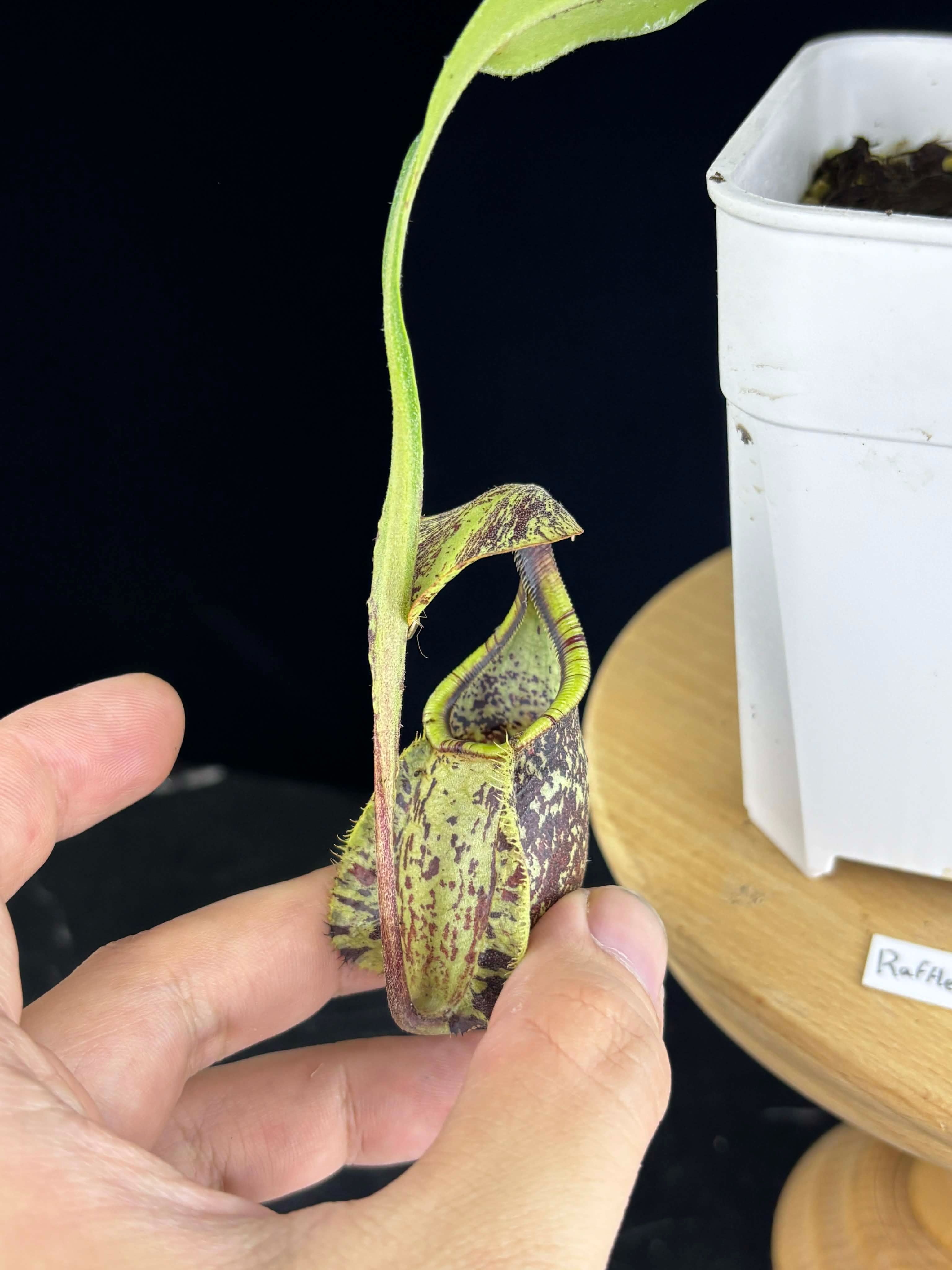 萊佛豬籠草 飛翼 𝑁. 𝑟𝑎𝑓𝑓𝑙𝑒𝑠𝑖𝑎𝑛𝑎 var. alata