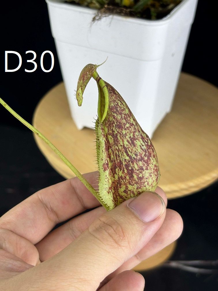 萊佛豬籠草 三色 𝑁. 𝑟𝑎𝑓𝑓𝑙𝑒𝑠𝑖𝑎𝑛𝑎 ’tricolor’