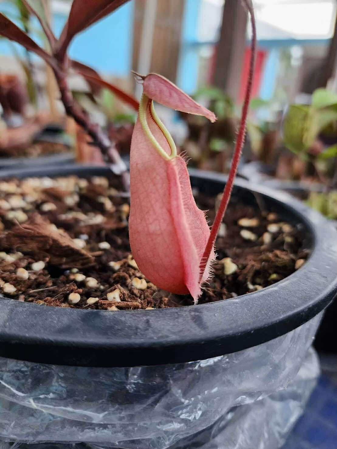 萊佛豬籠草 粉紅 𝑁. 𝑟𝑎𝑓𝑓𝑙𝑒𝑠𝑖𝑎𝑛𝑎 ’pink’