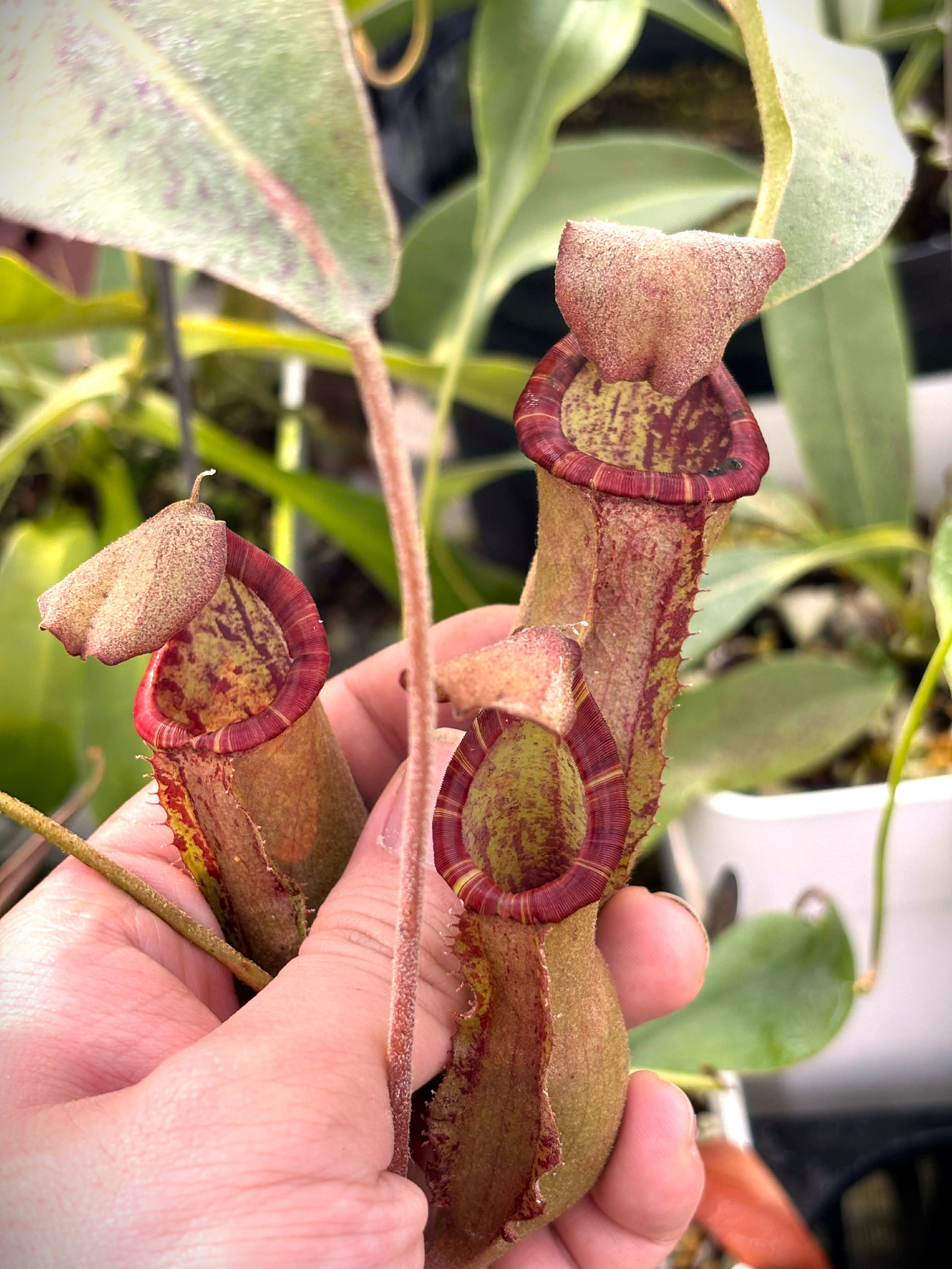 奇異 x 維奇豬籠草 N. mirabilis x veitchii Bario {Y’s Exotics}