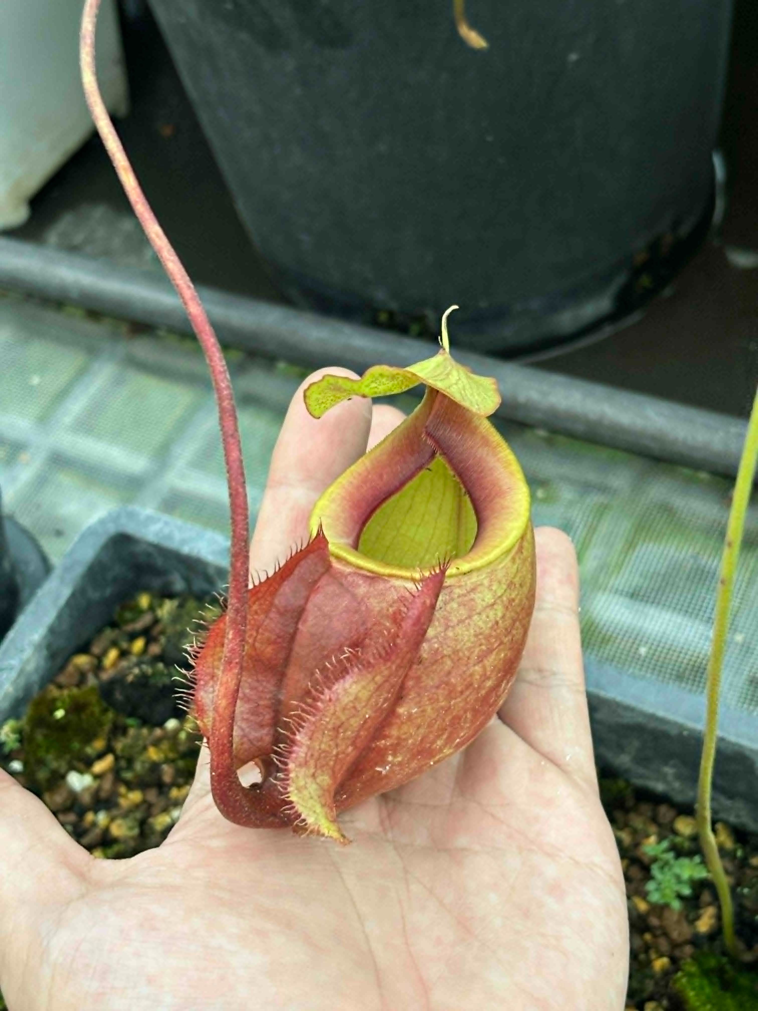 維京豬籠草 矮胖後代 𝑁𝑒𝑝𝑒𝑛𝑡ℎ𝑒𝑠 ’Viking’ {squat clone seedling}