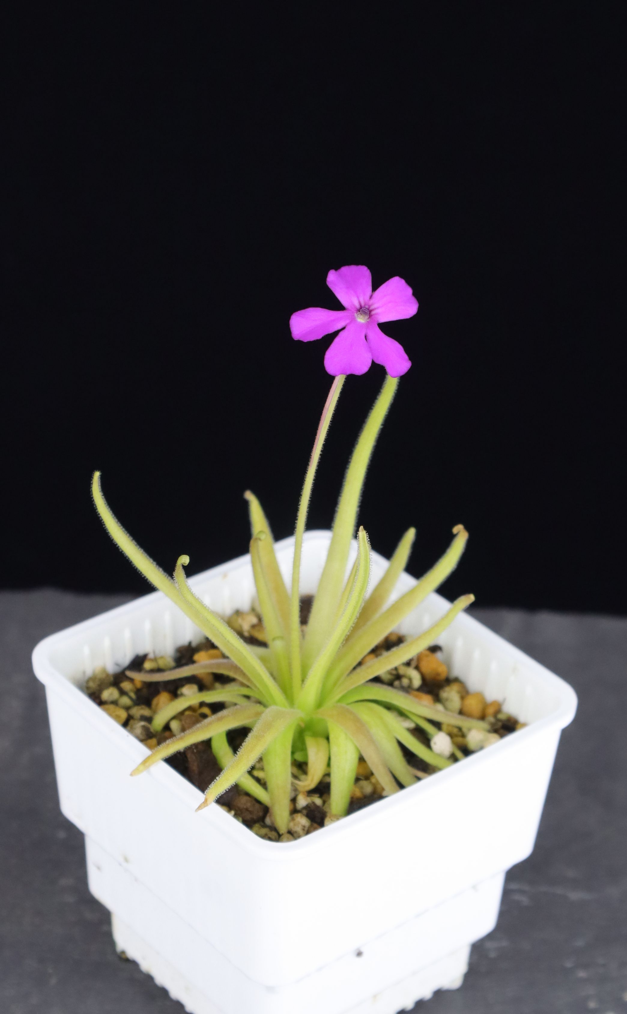 海葵捕蟲堇 Pinguicula ’Anemone’