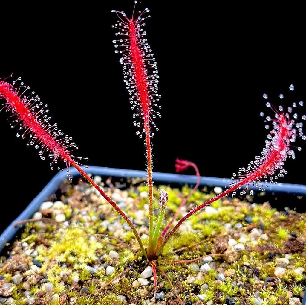 岩原毛氈苔 Drosera camporupestris