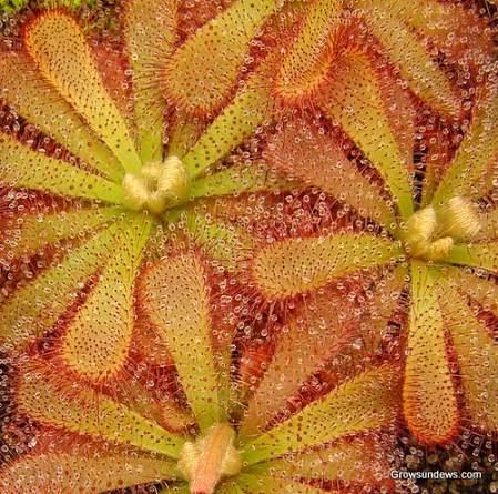 愛麗絲毛氈苔 Drosera aliciae