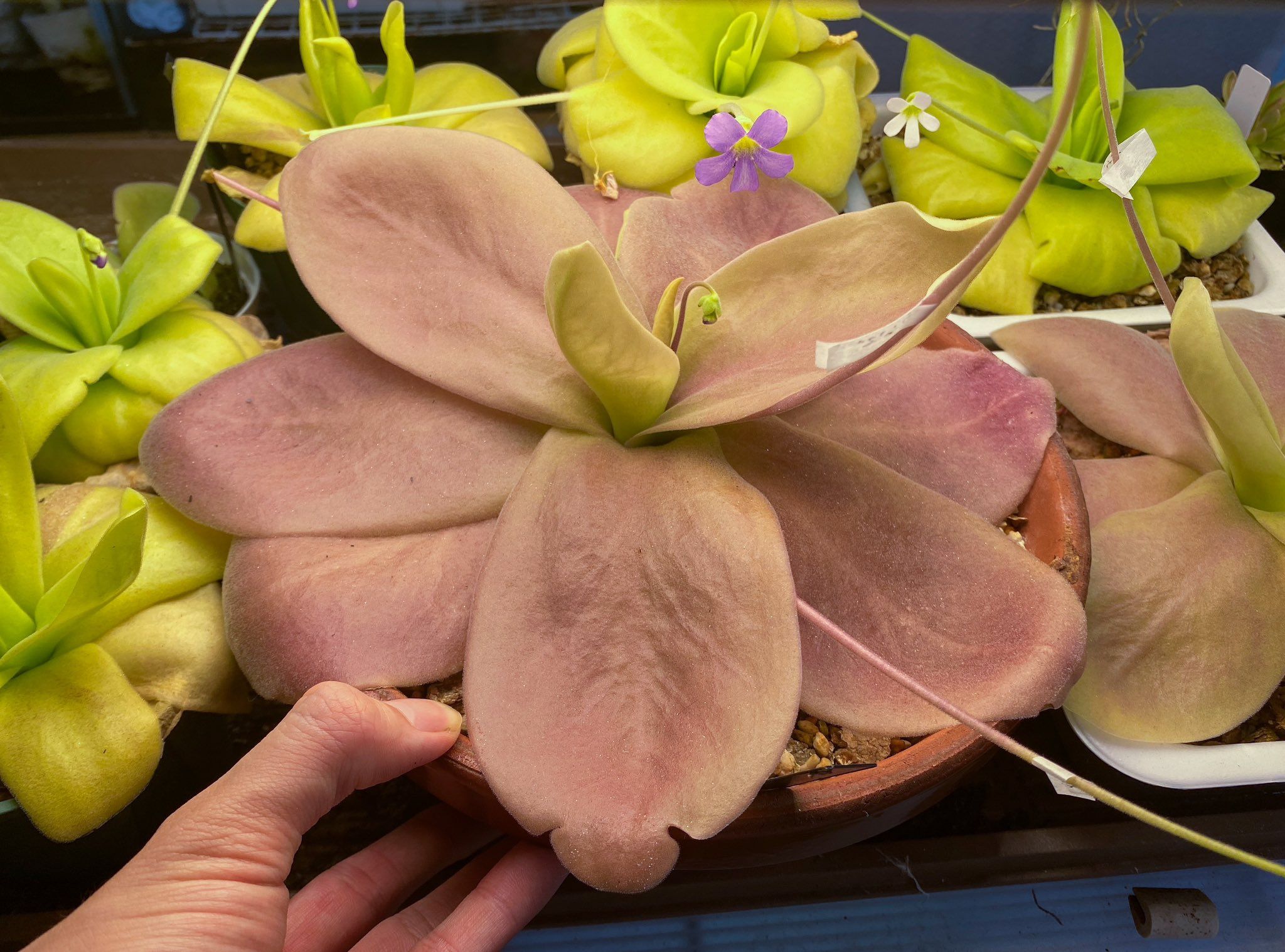 巨大捕蟲堇 Pinguicula gigantea ’red leaf’