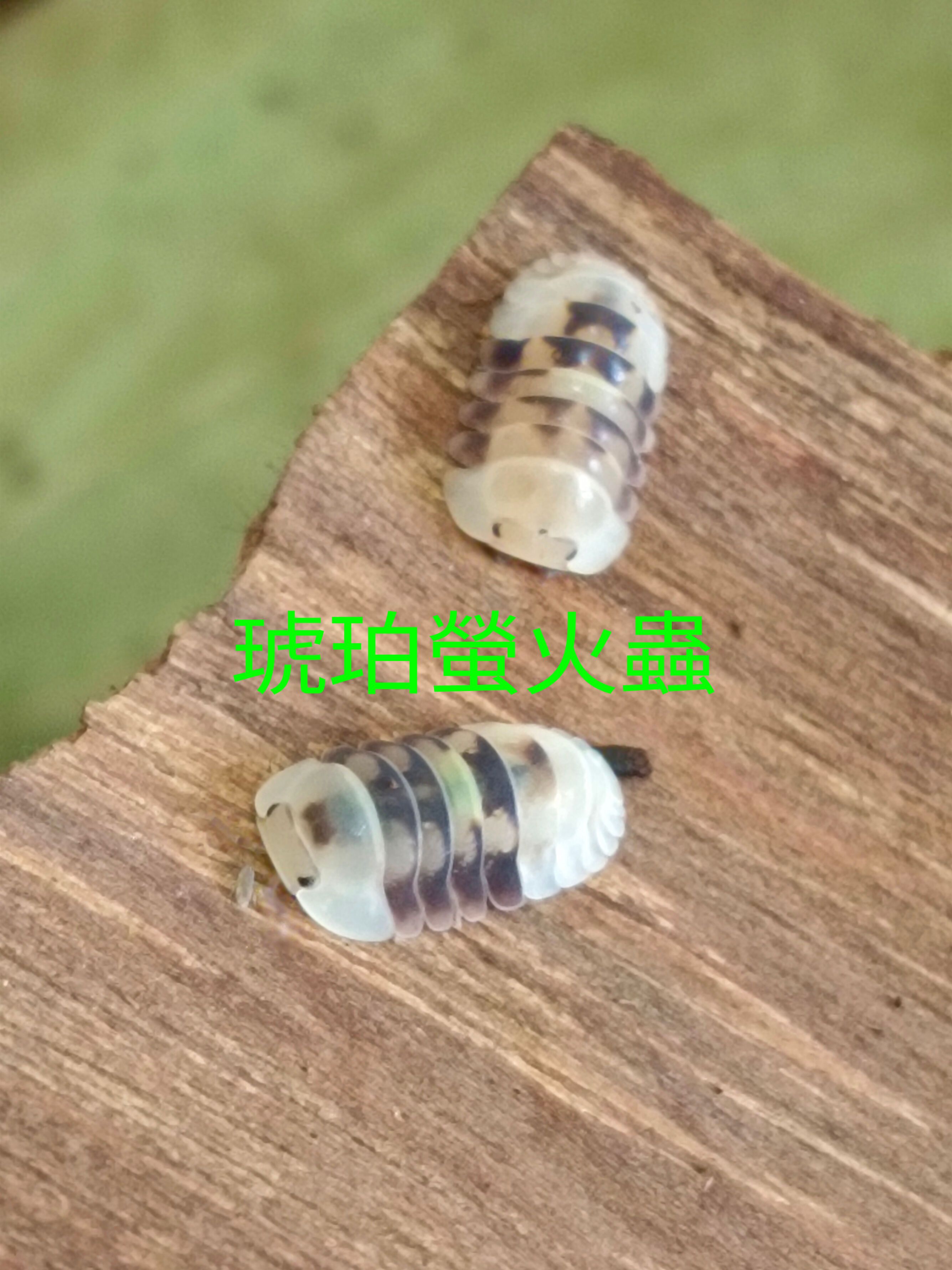 琥珀螢火蟲（6+1個）