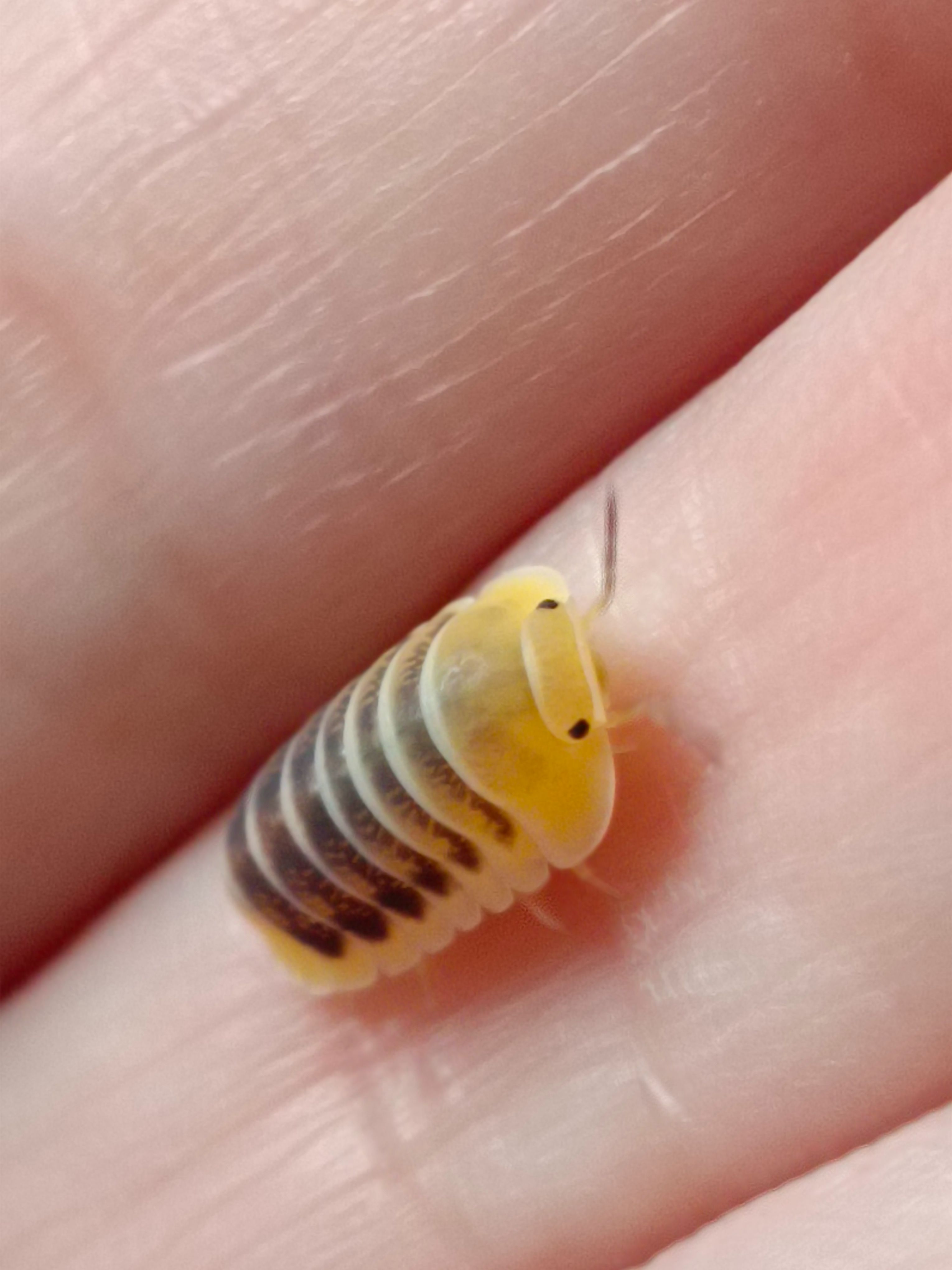 邱比特木星（6+1）