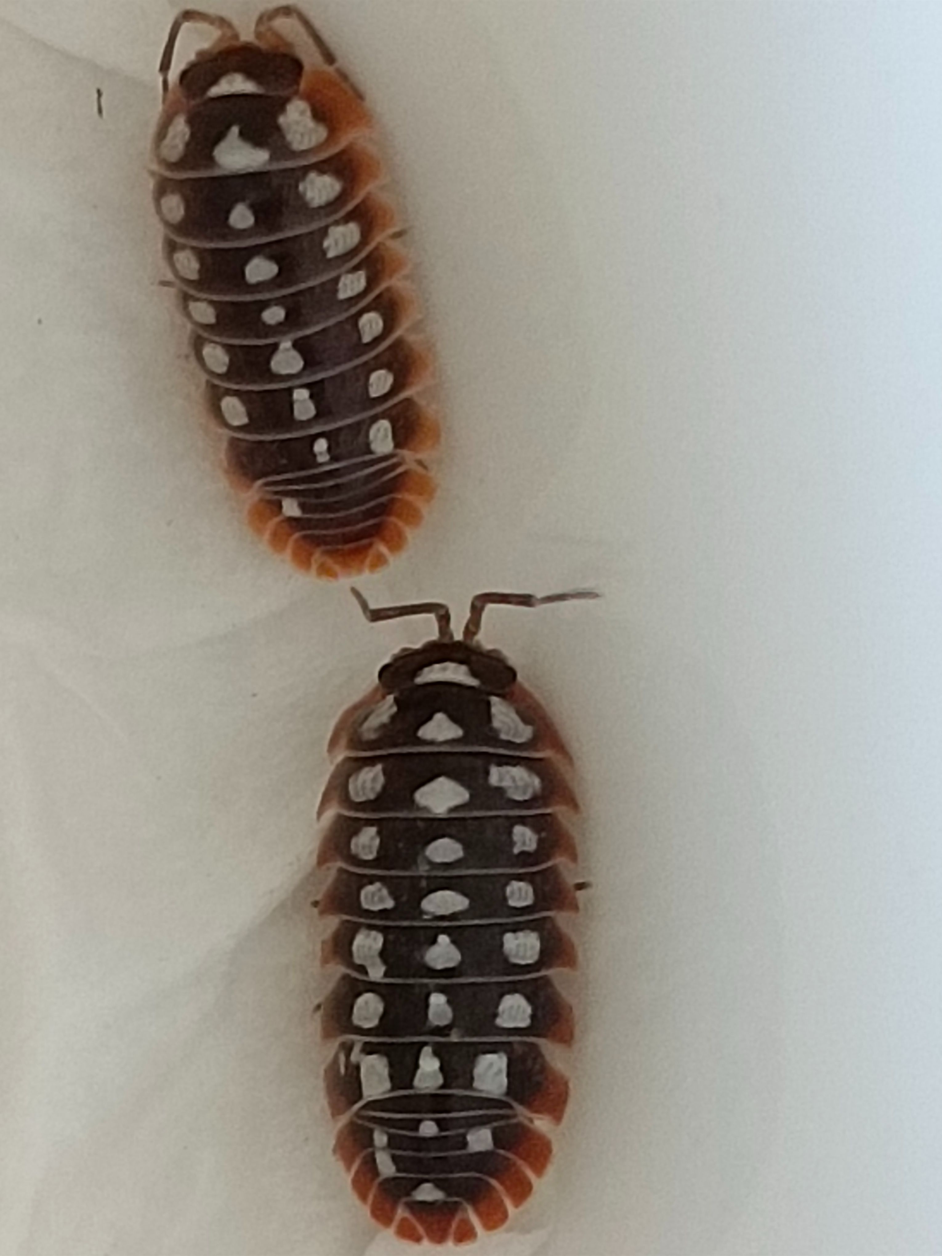 杜伯尼克（12+2）