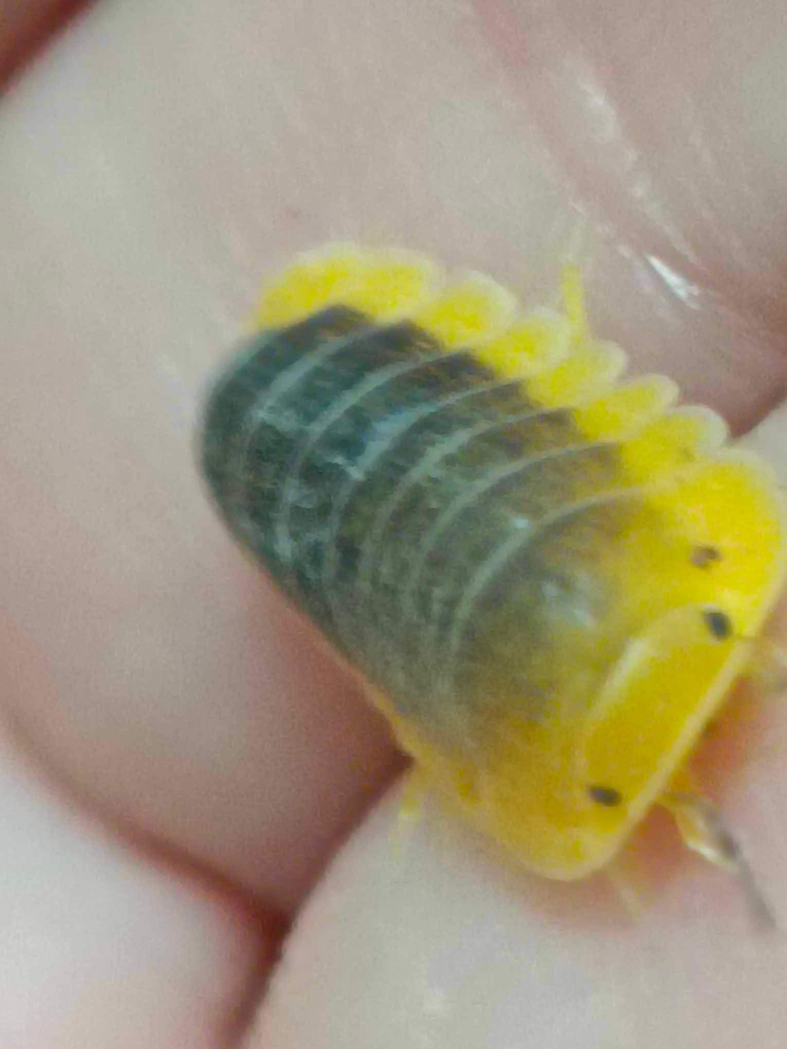 檸檬藍（6+1個）