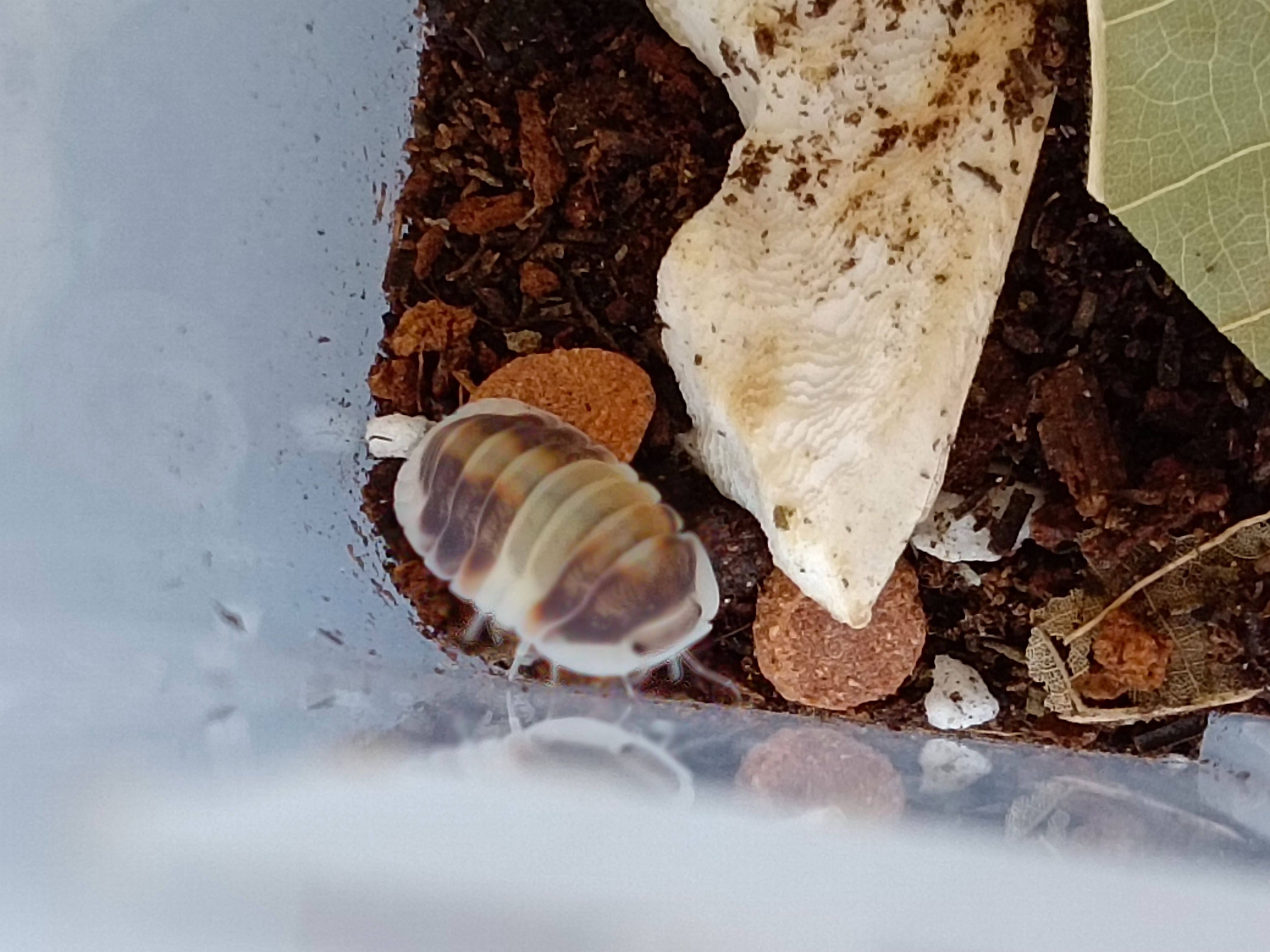 卡布奇諾（12+2）