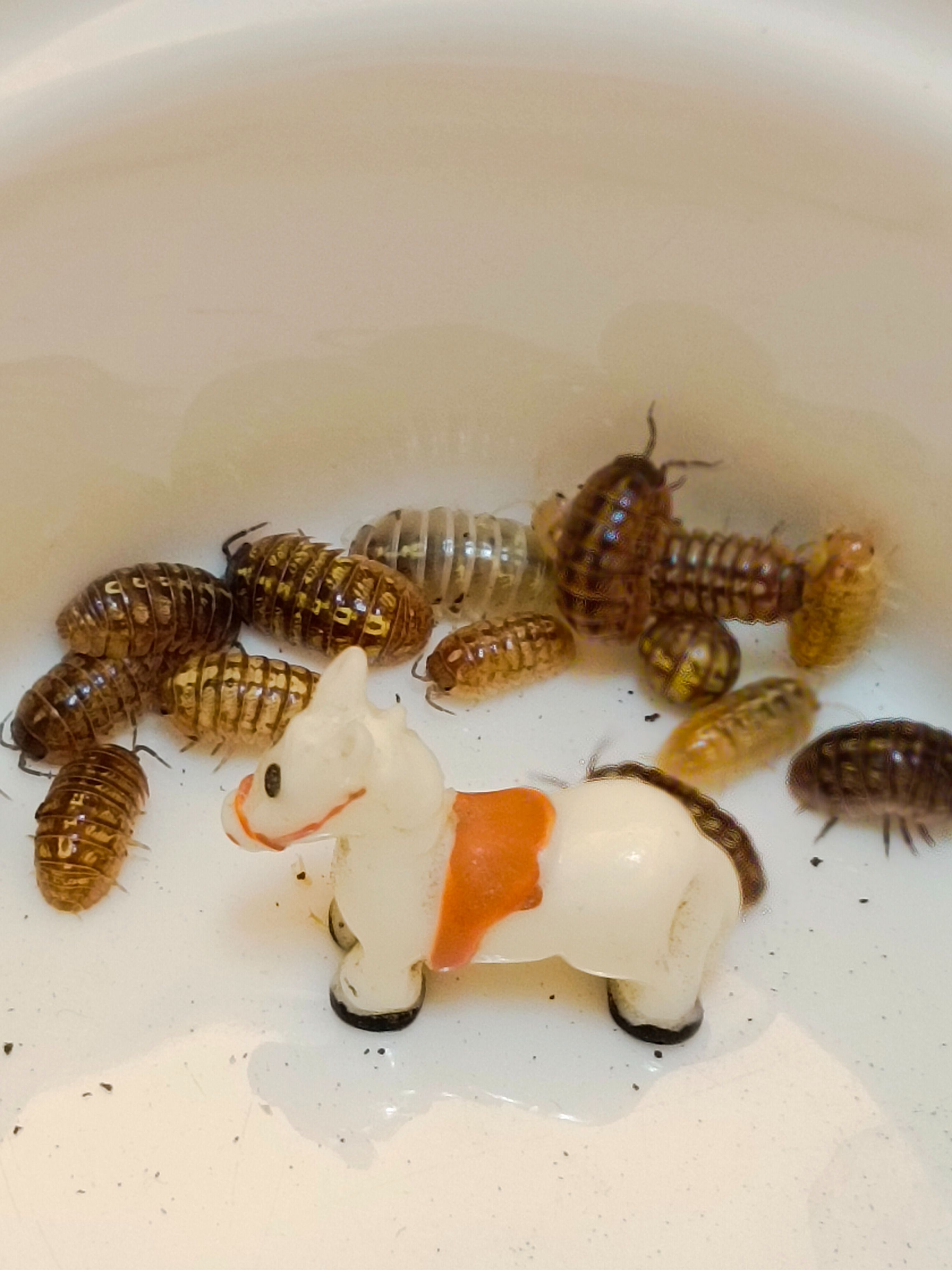 綜合色聖塔露西亞（12+2）