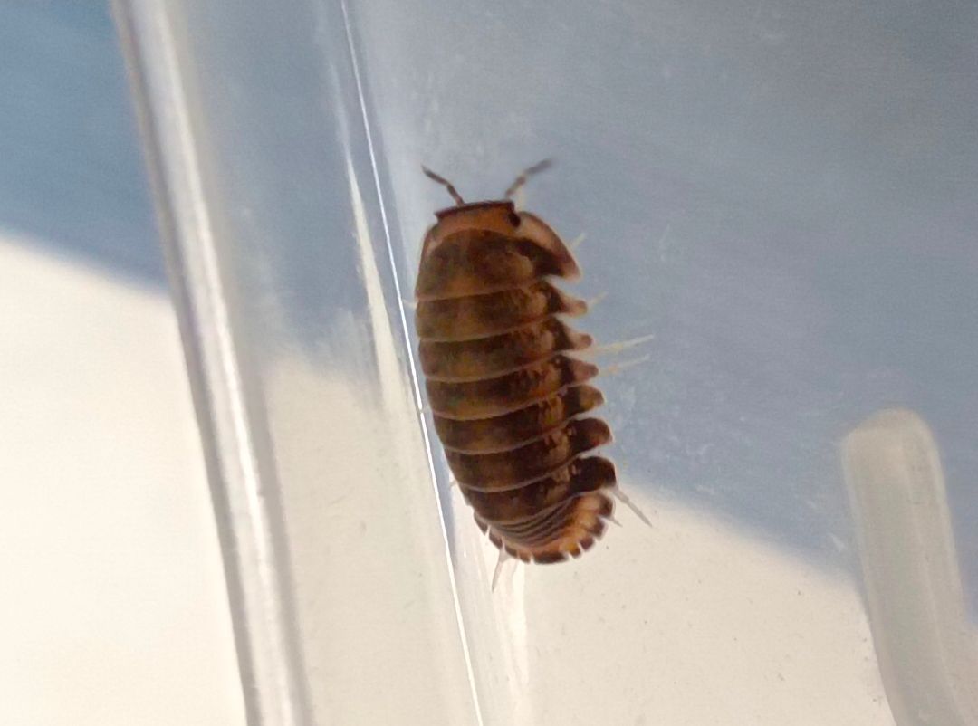 紅鐳射（12+2）綜合色不挑