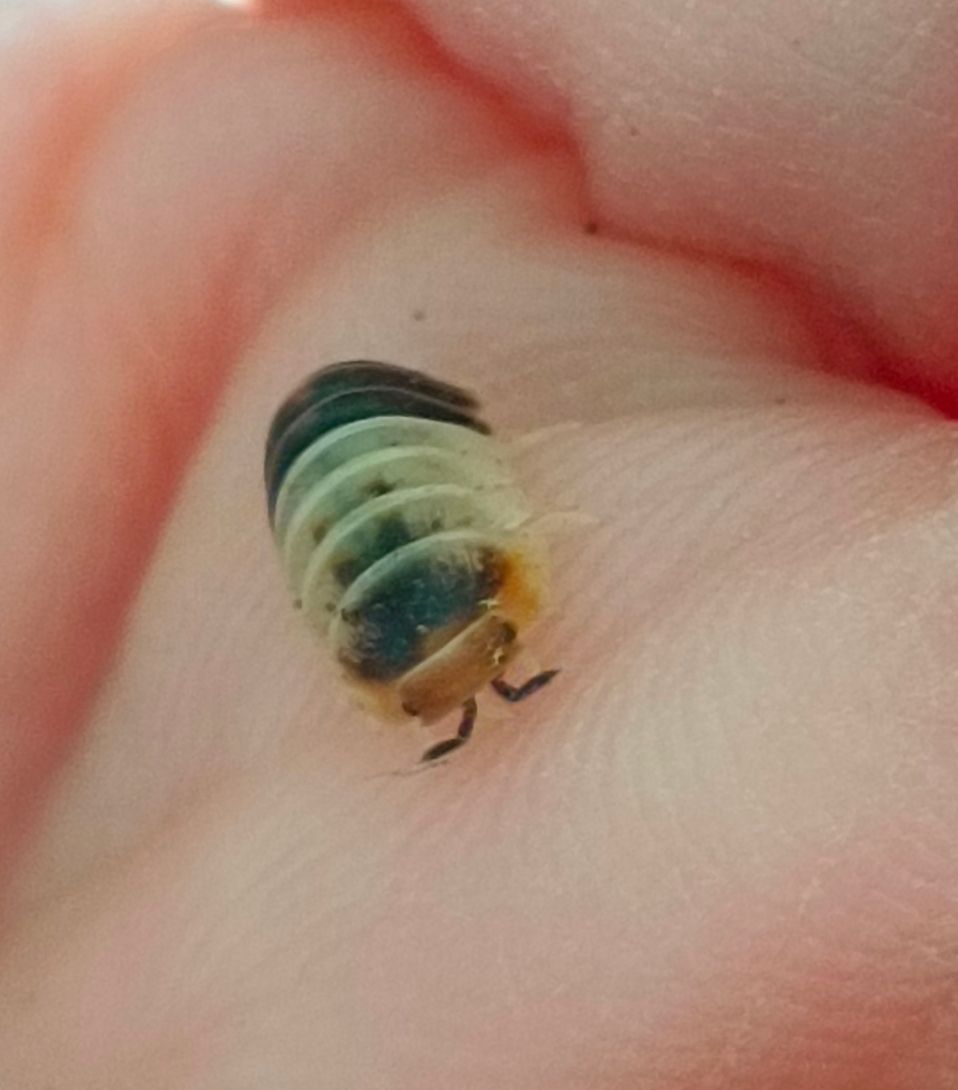 白鯊（12+2）屬於迷你型喜愛很潮濕的土