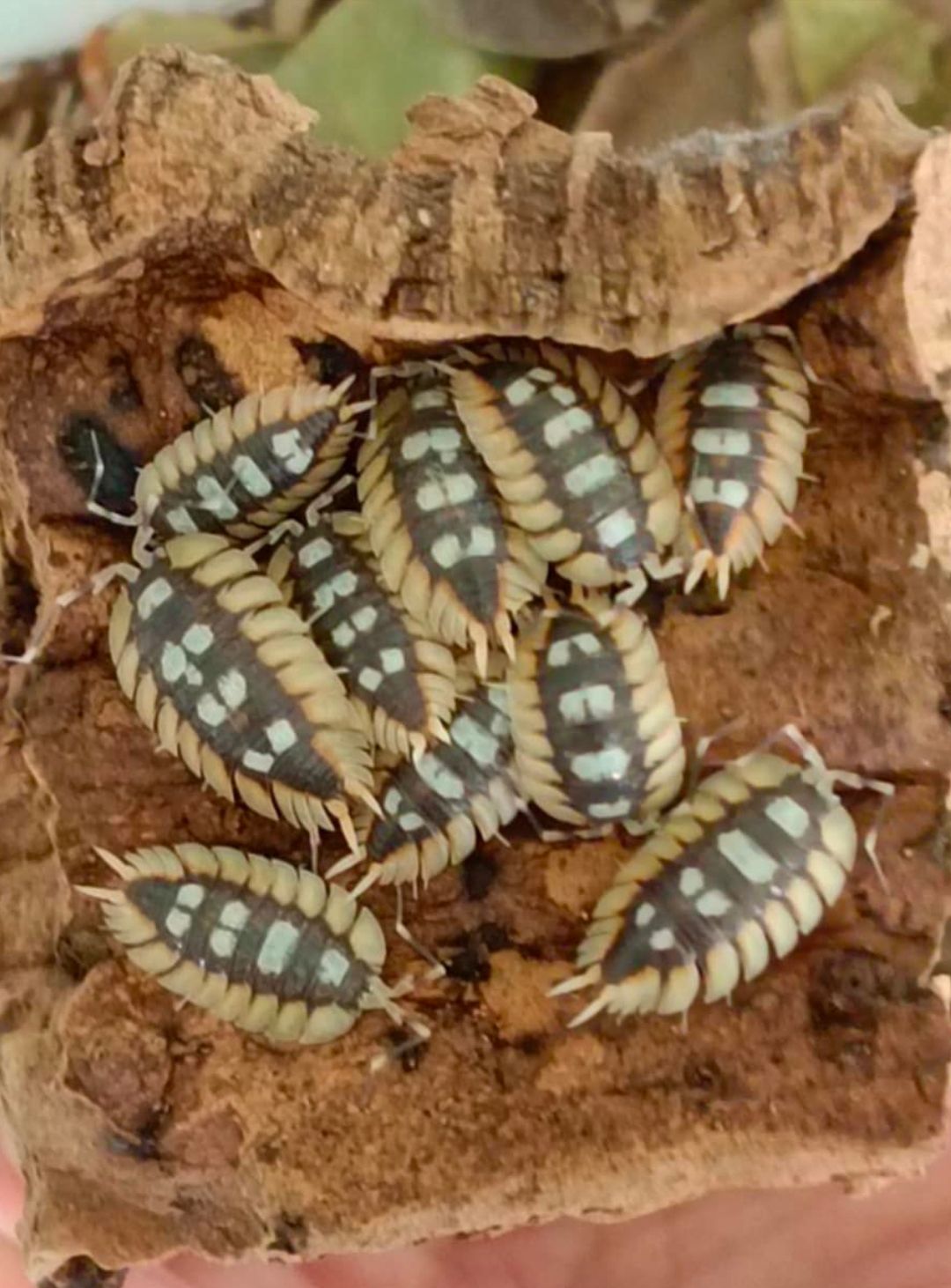 東北西班牙（6+1個）