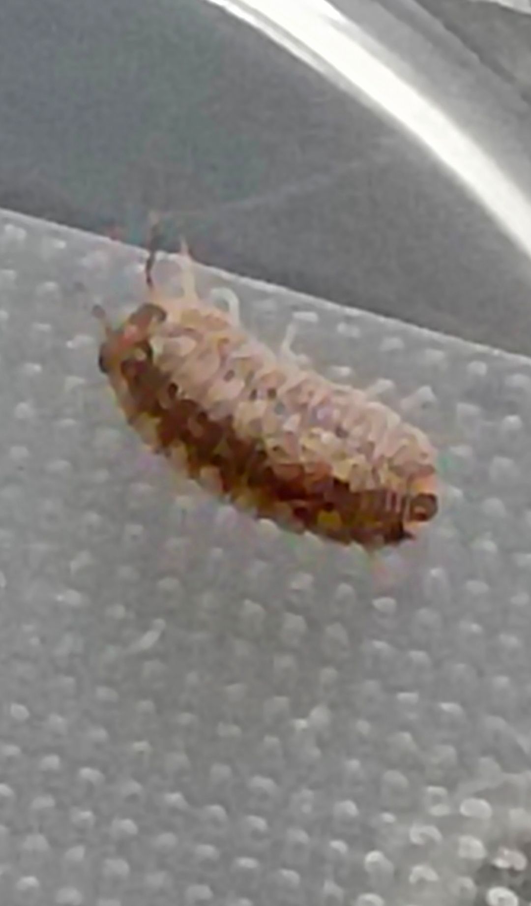 廣西木紋（12+2）