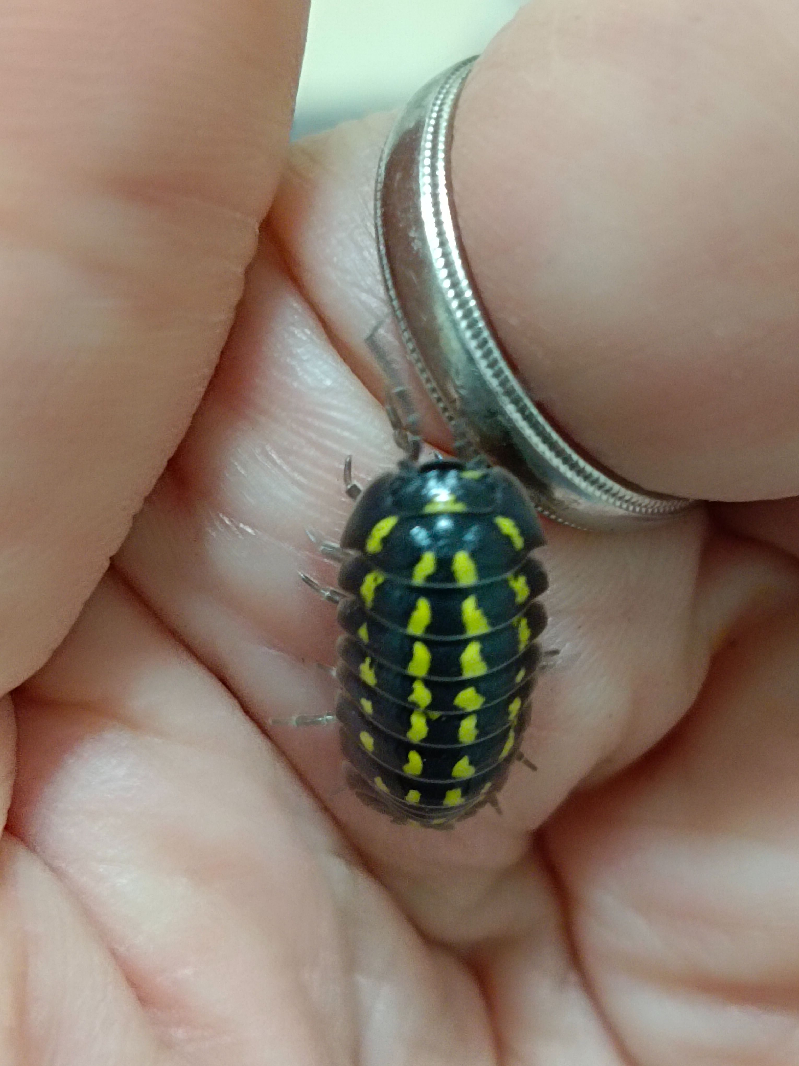 法國四紋（12+2）