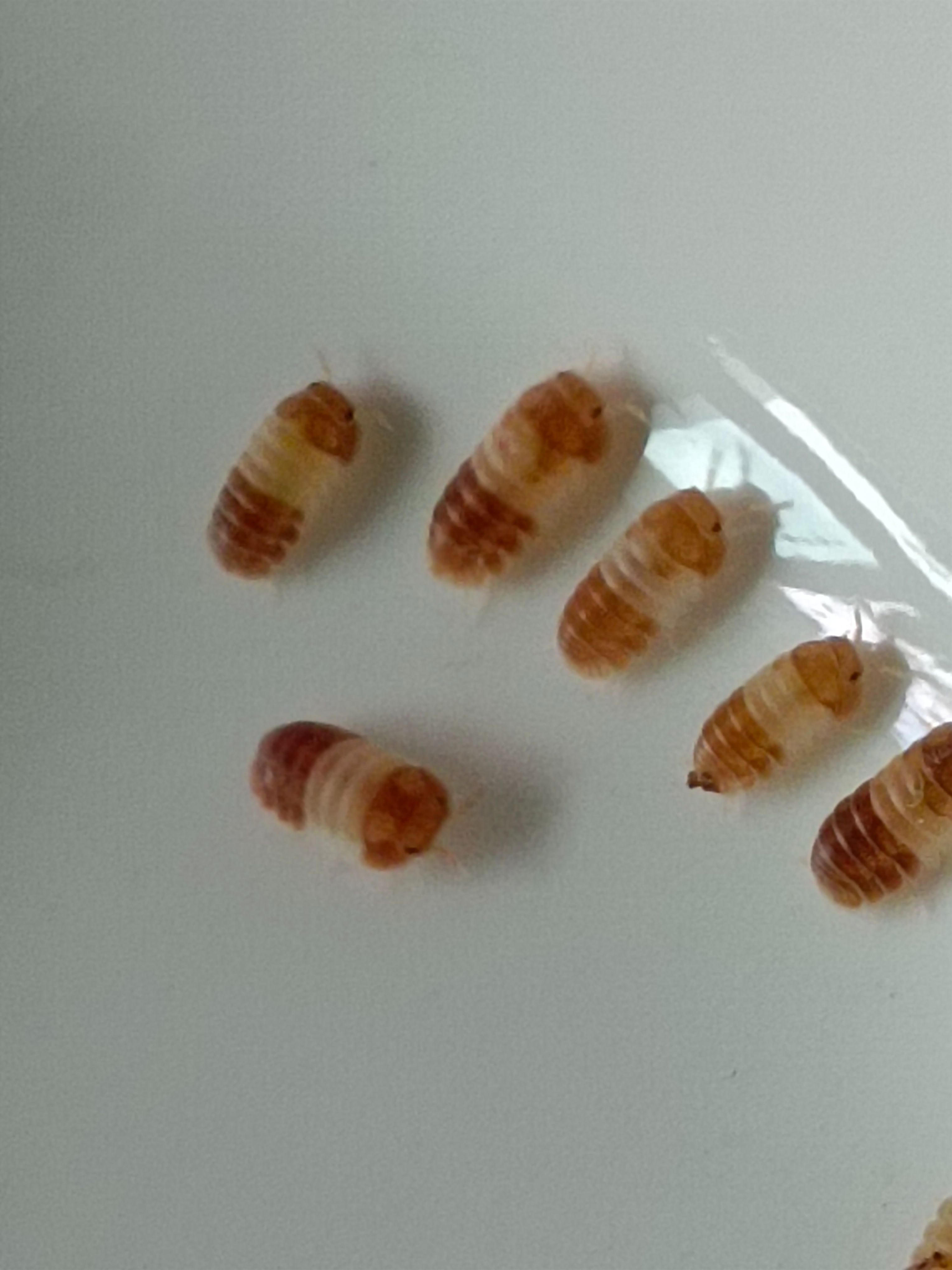 橘熊貓王（12+2）