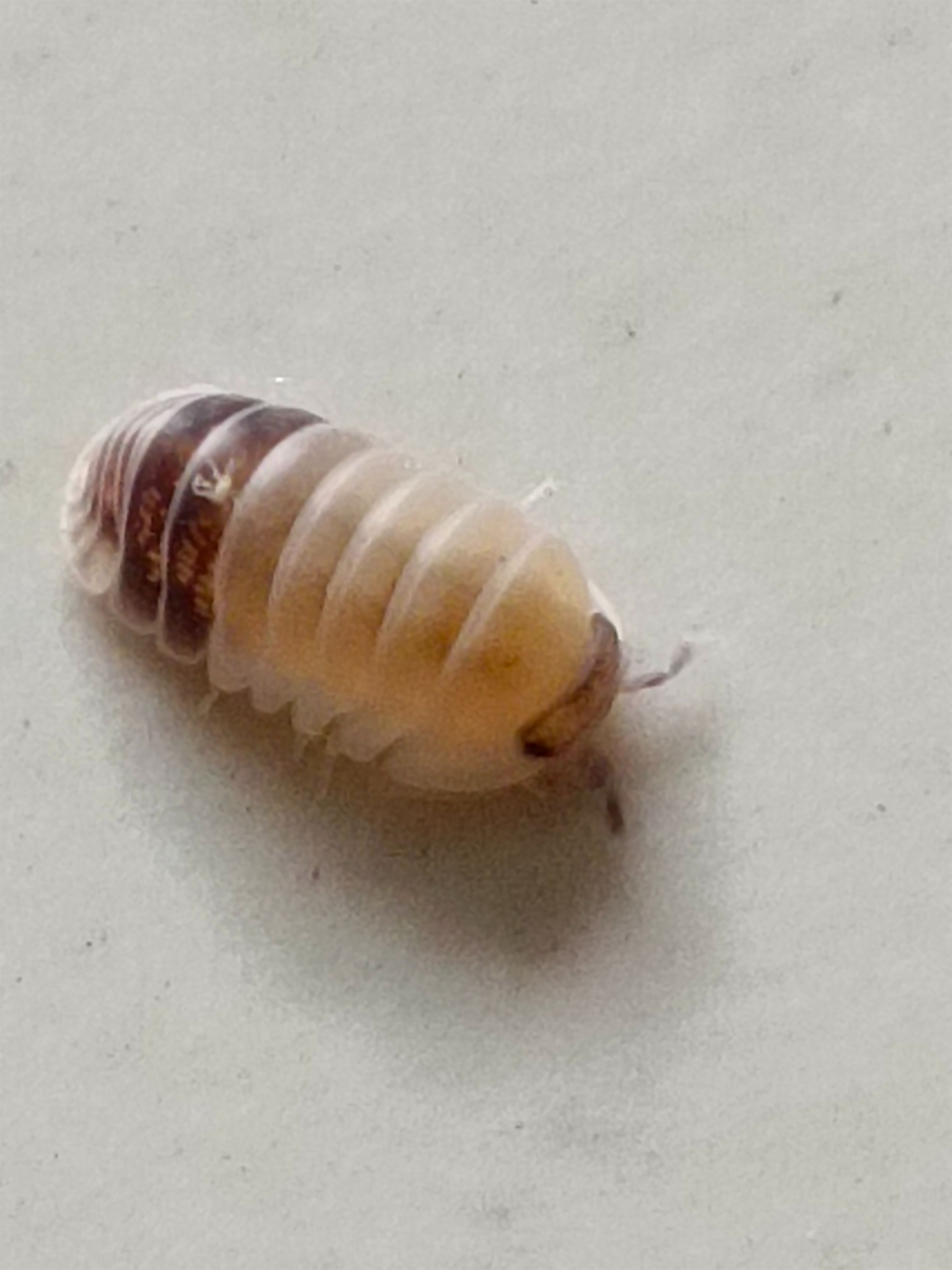 白頭熊貓王（12+2）