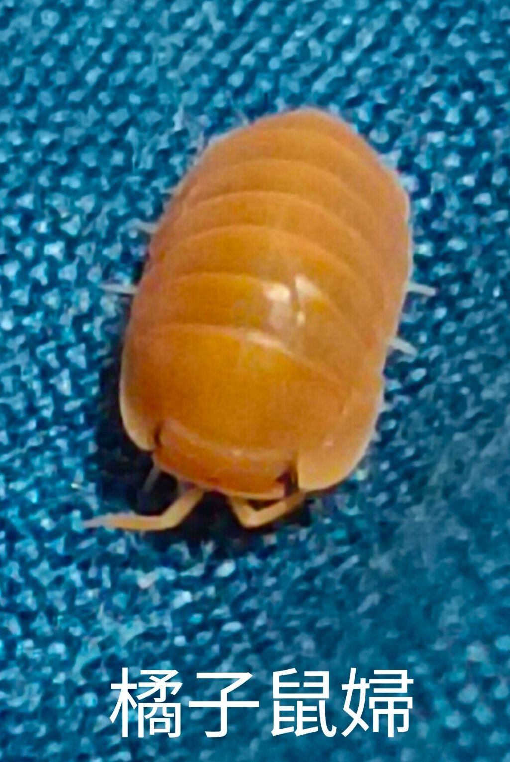 橘子（12+2）