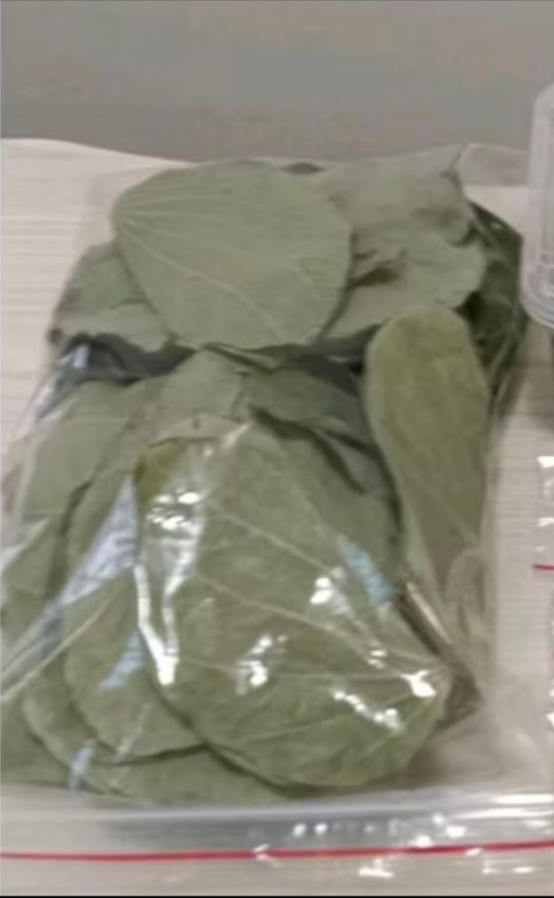 羊蹄甲葉（洗淨曬乾燥葉）35公克