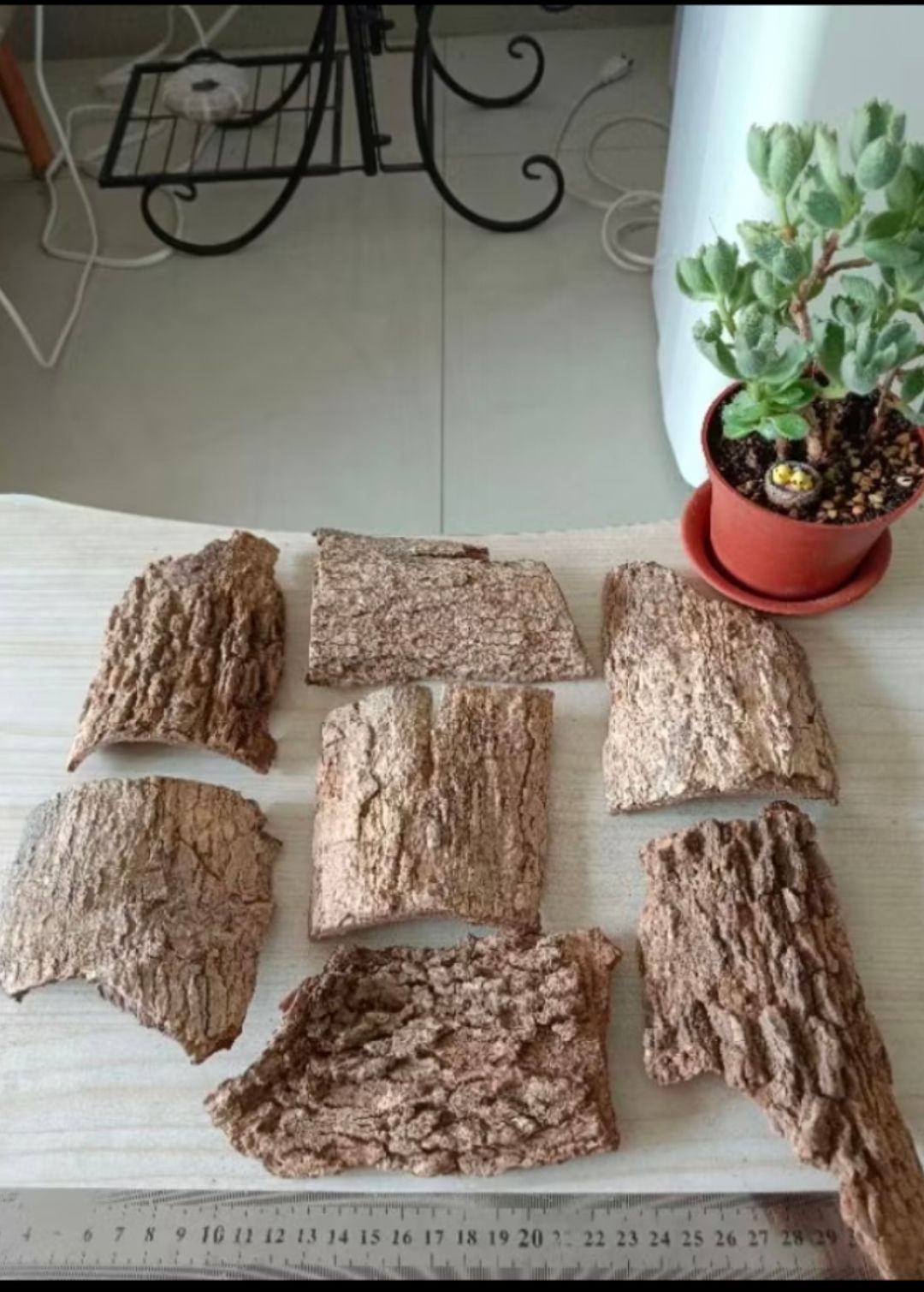 中型薄樹皮一個（長約8到10公分，寬不一定）