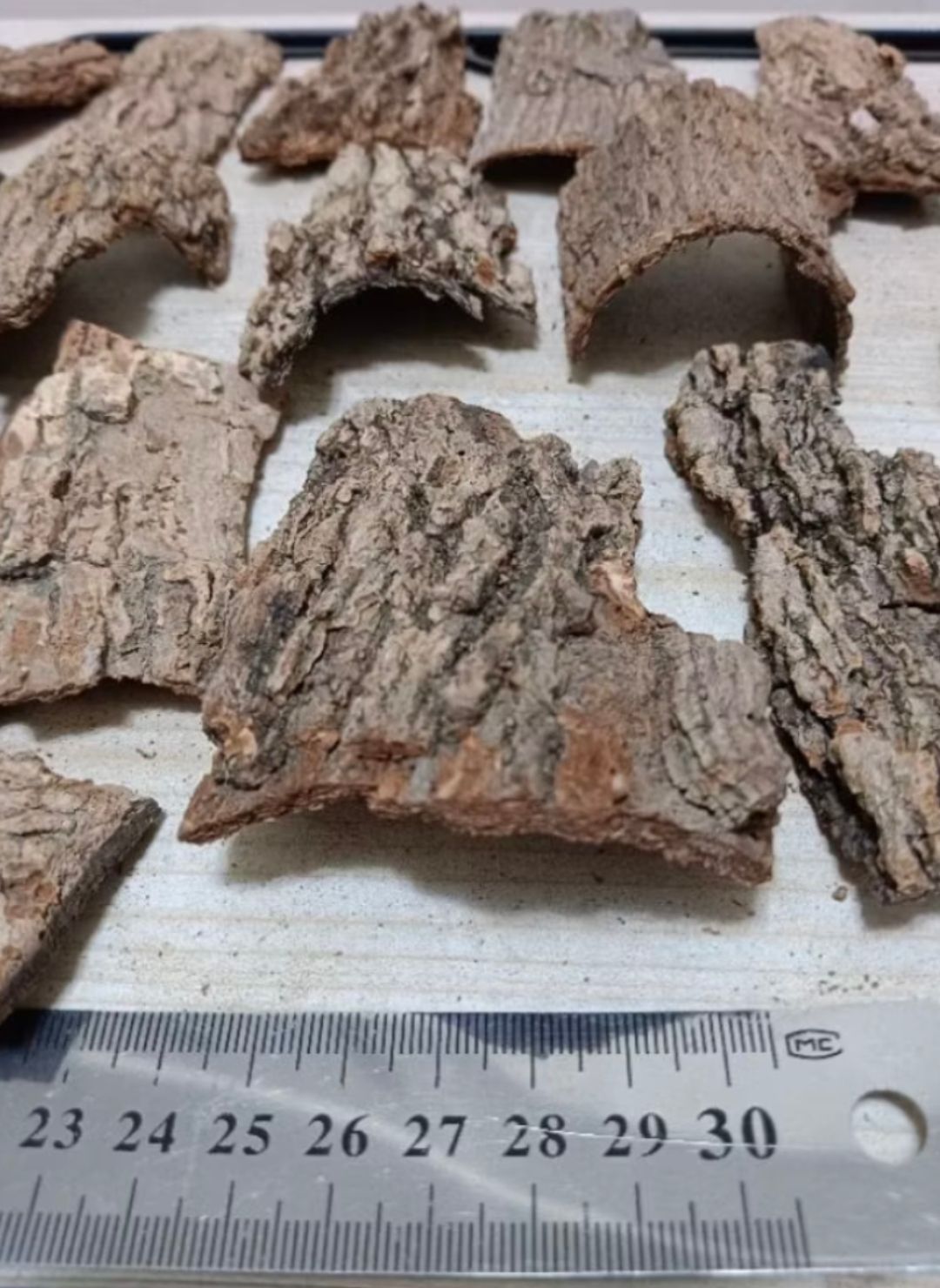 小型薄樹皮一個（長約5公分以上，寬不一定）