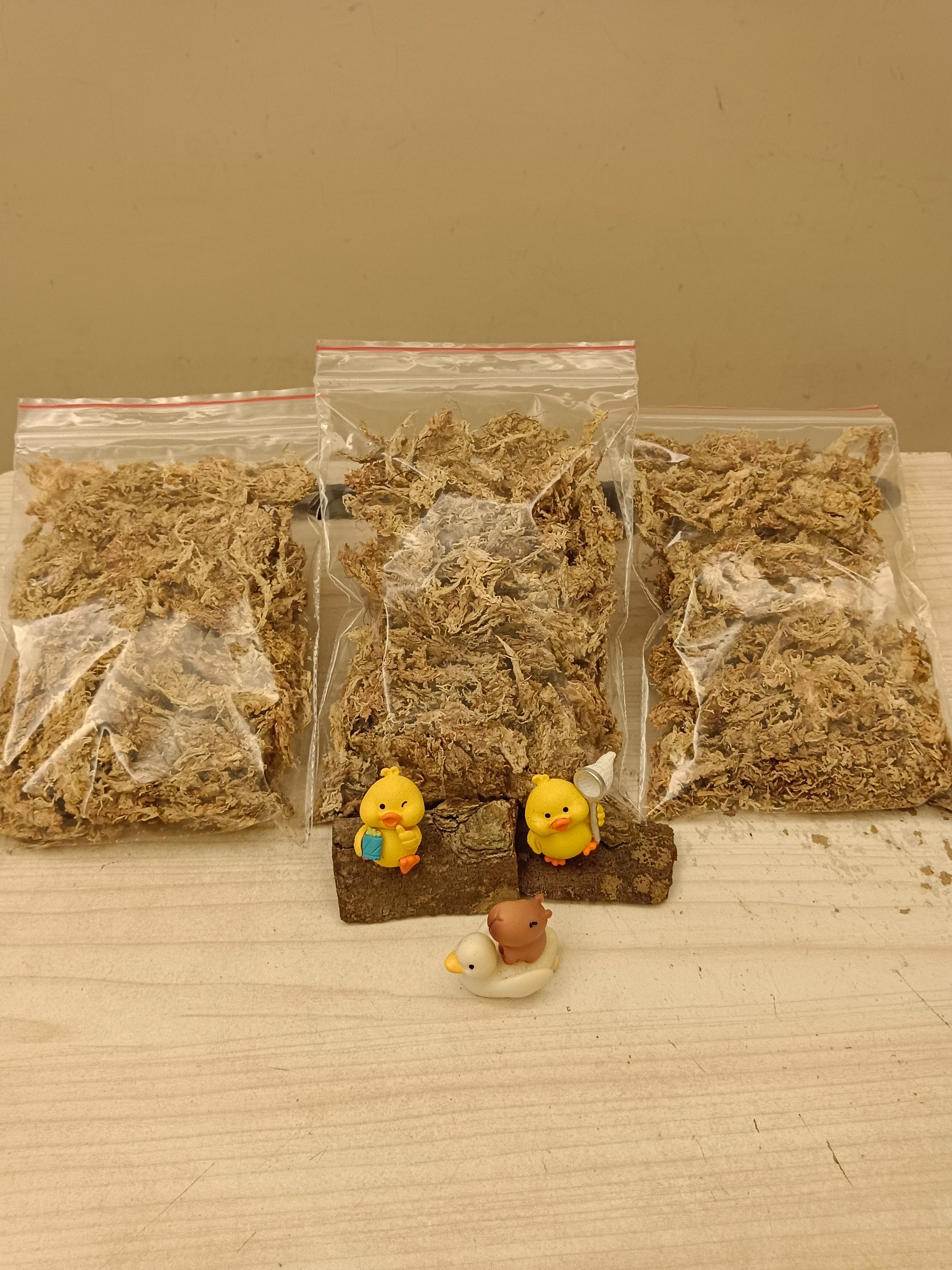 智利乾燥水苔 10公克一小包（儲水保濕）