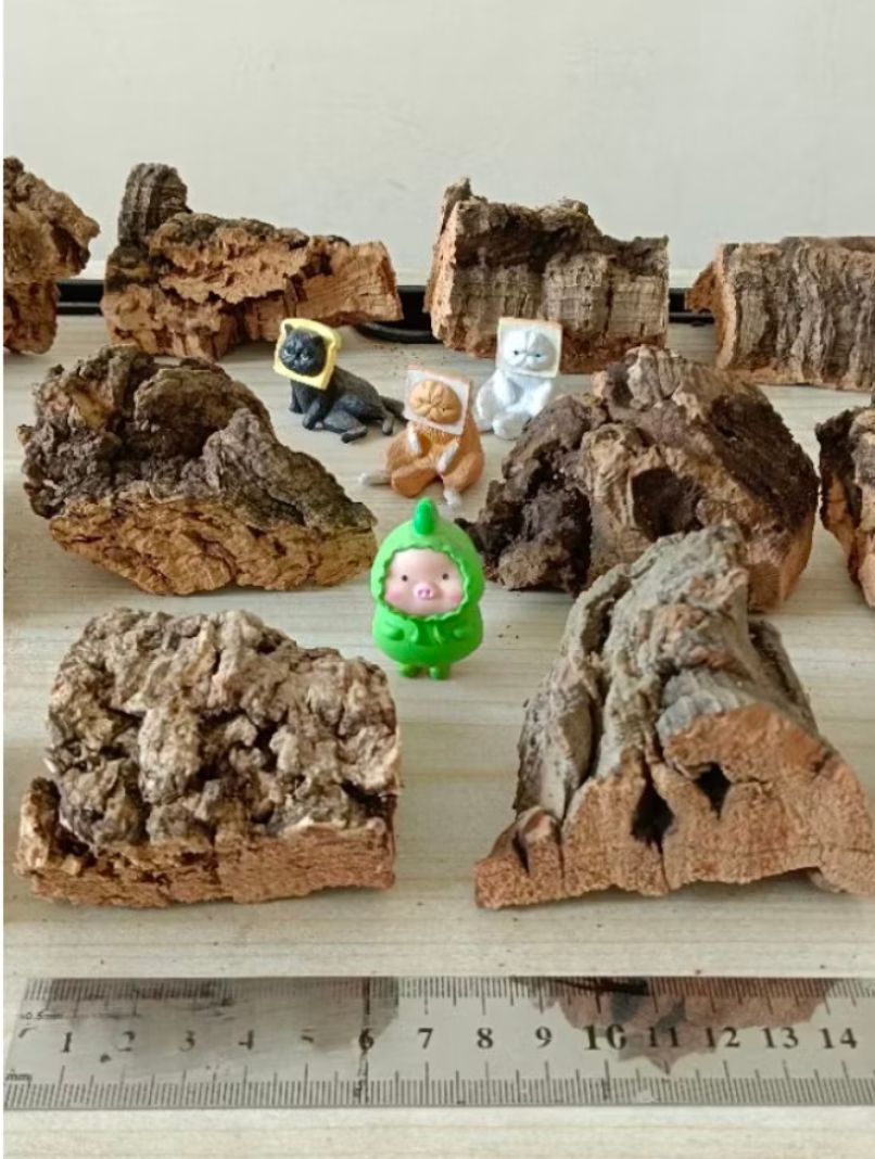 小軟厚香檳樹皮一個（約5公分）