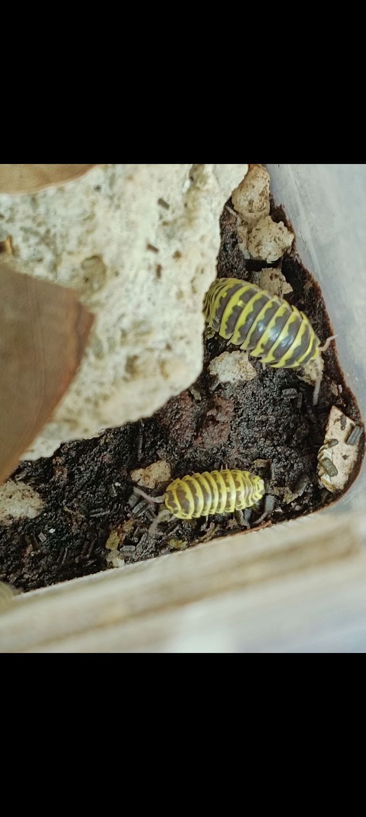 黃斑馬（12+2個）