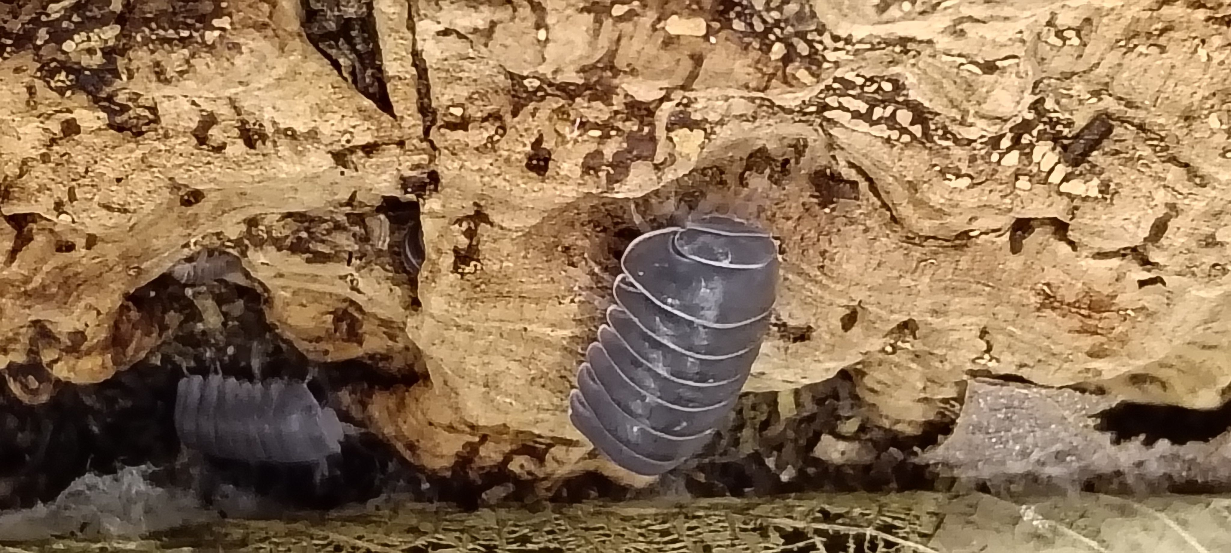 正露丸（12+2隻）