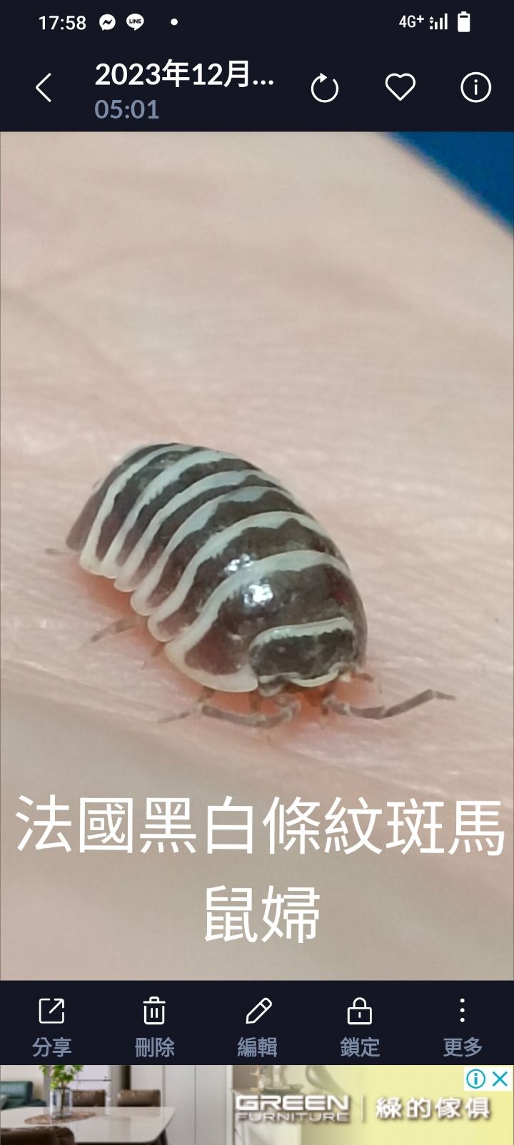 黑白條紋斑馬（12+2隻）