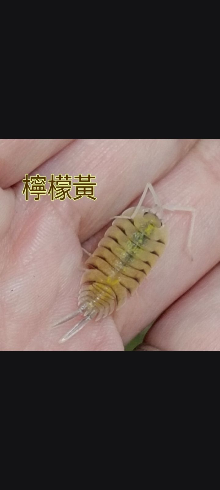 檸檬黃（12+2隻）