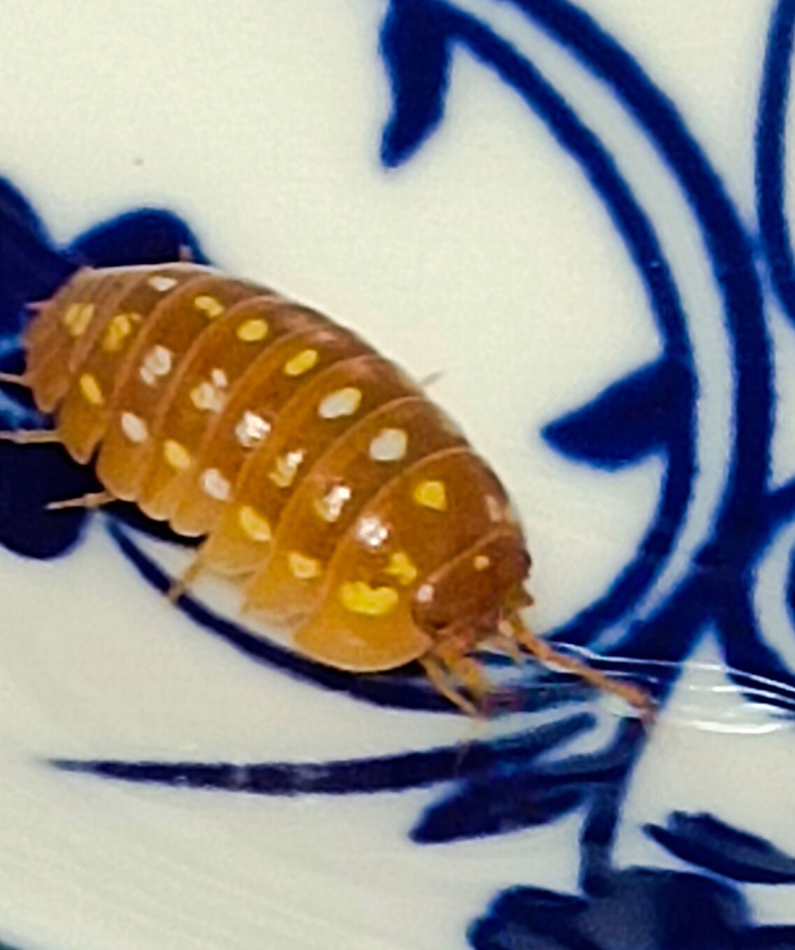 橘化柯孚島彩斑（12+2隻）