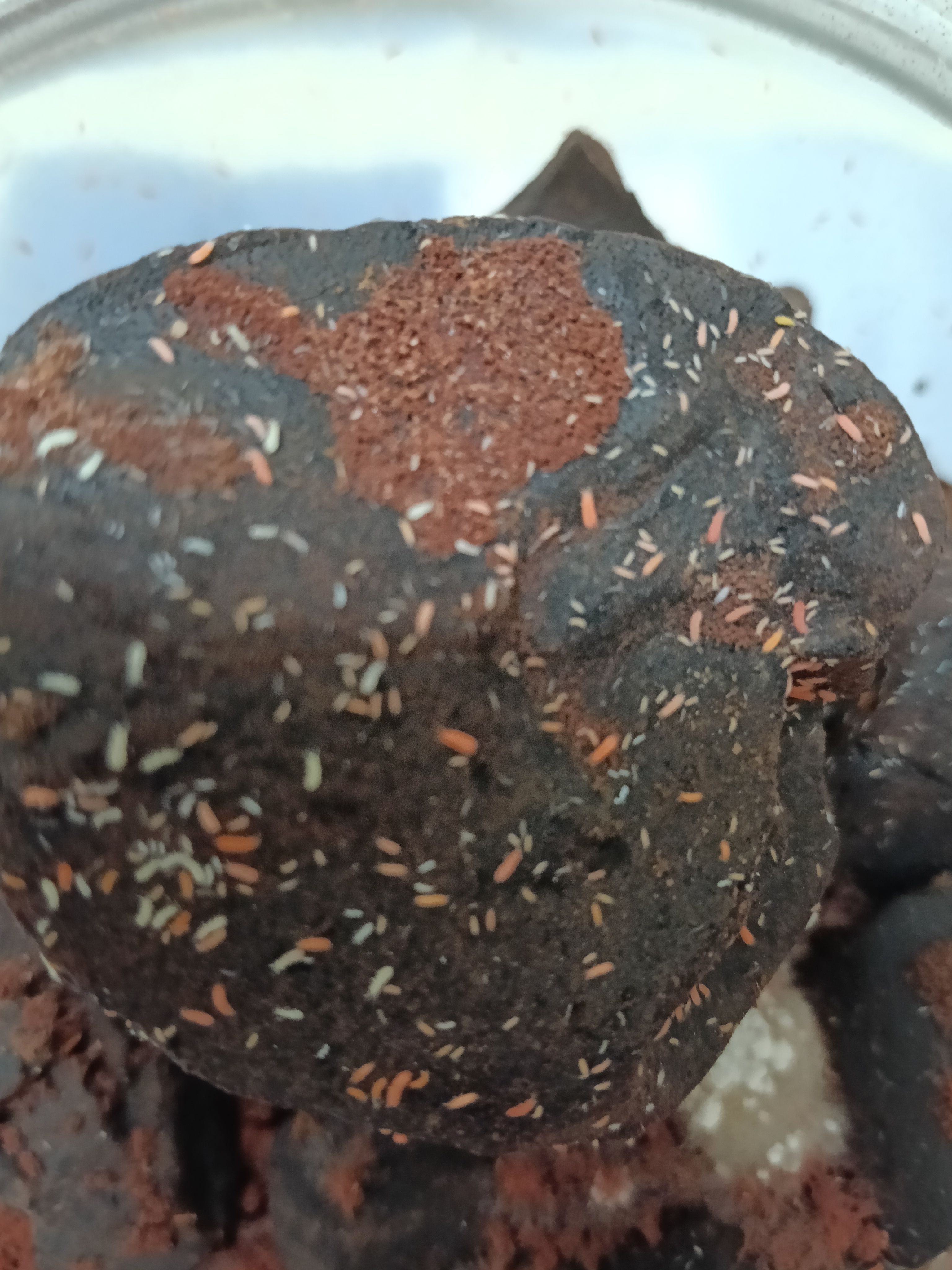 紅白綜合兩種跳蟲（百隻以上）