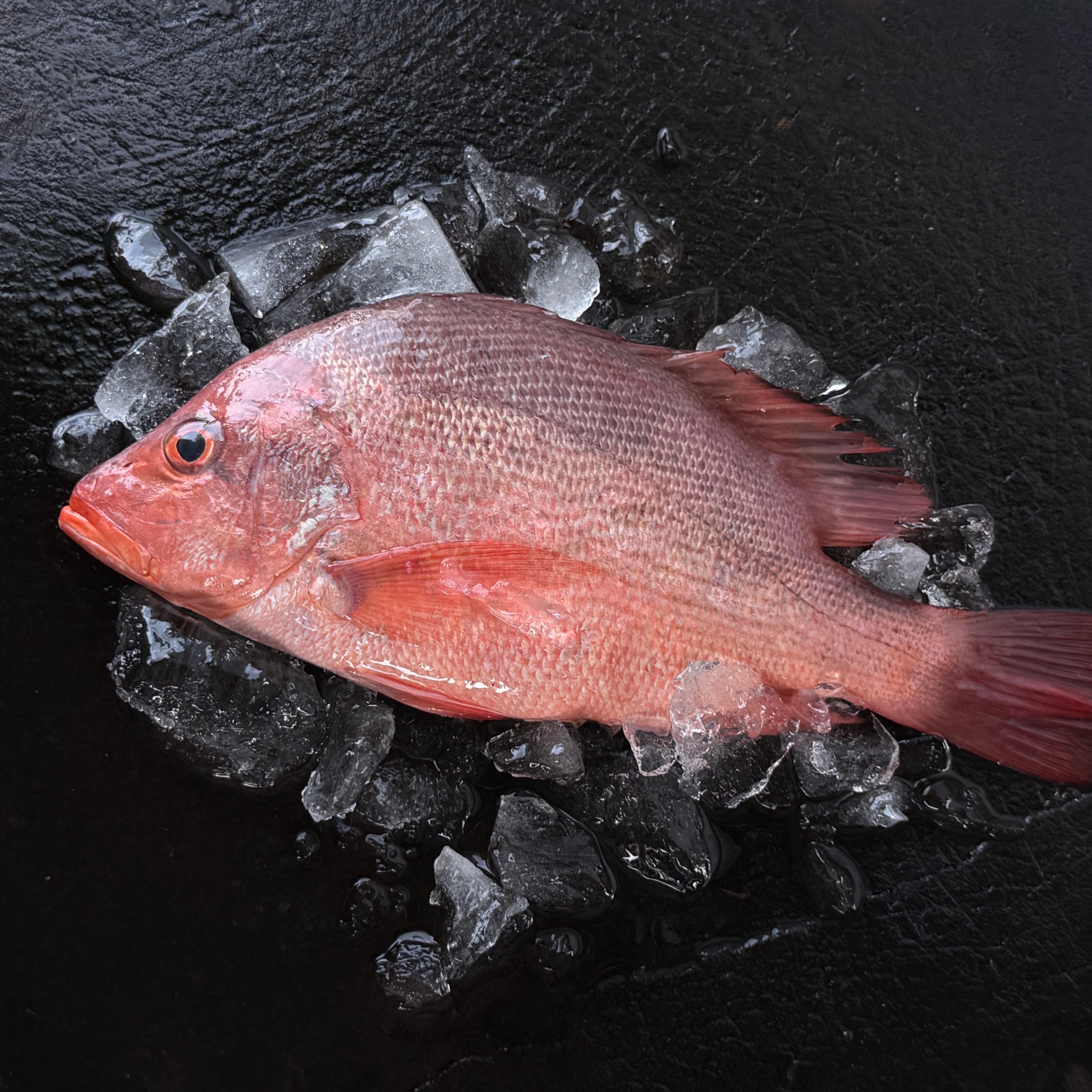 紅魚（紅雞母）