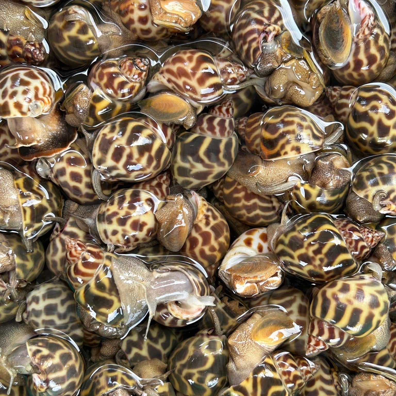 鮮撈鳳螺