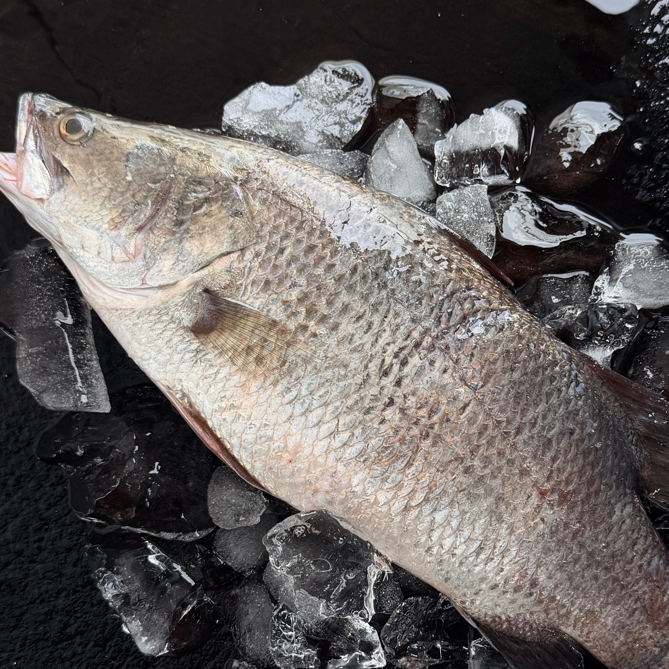 鹹水鱸魚
