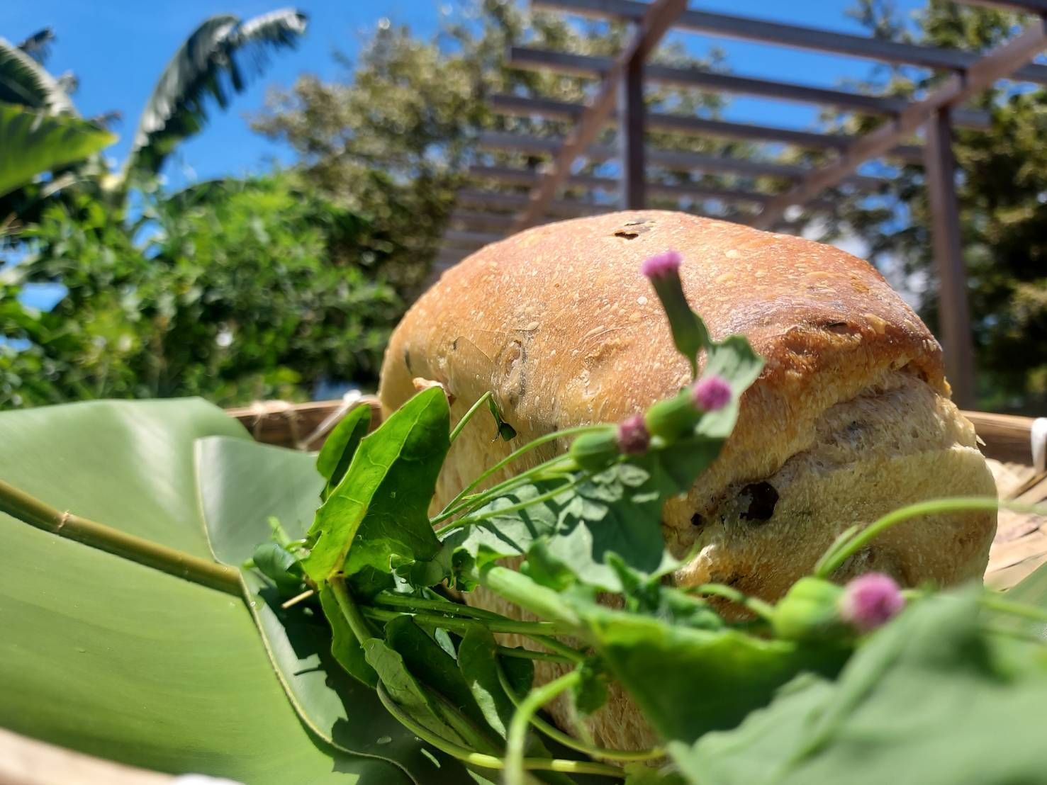 紫背葉無花果