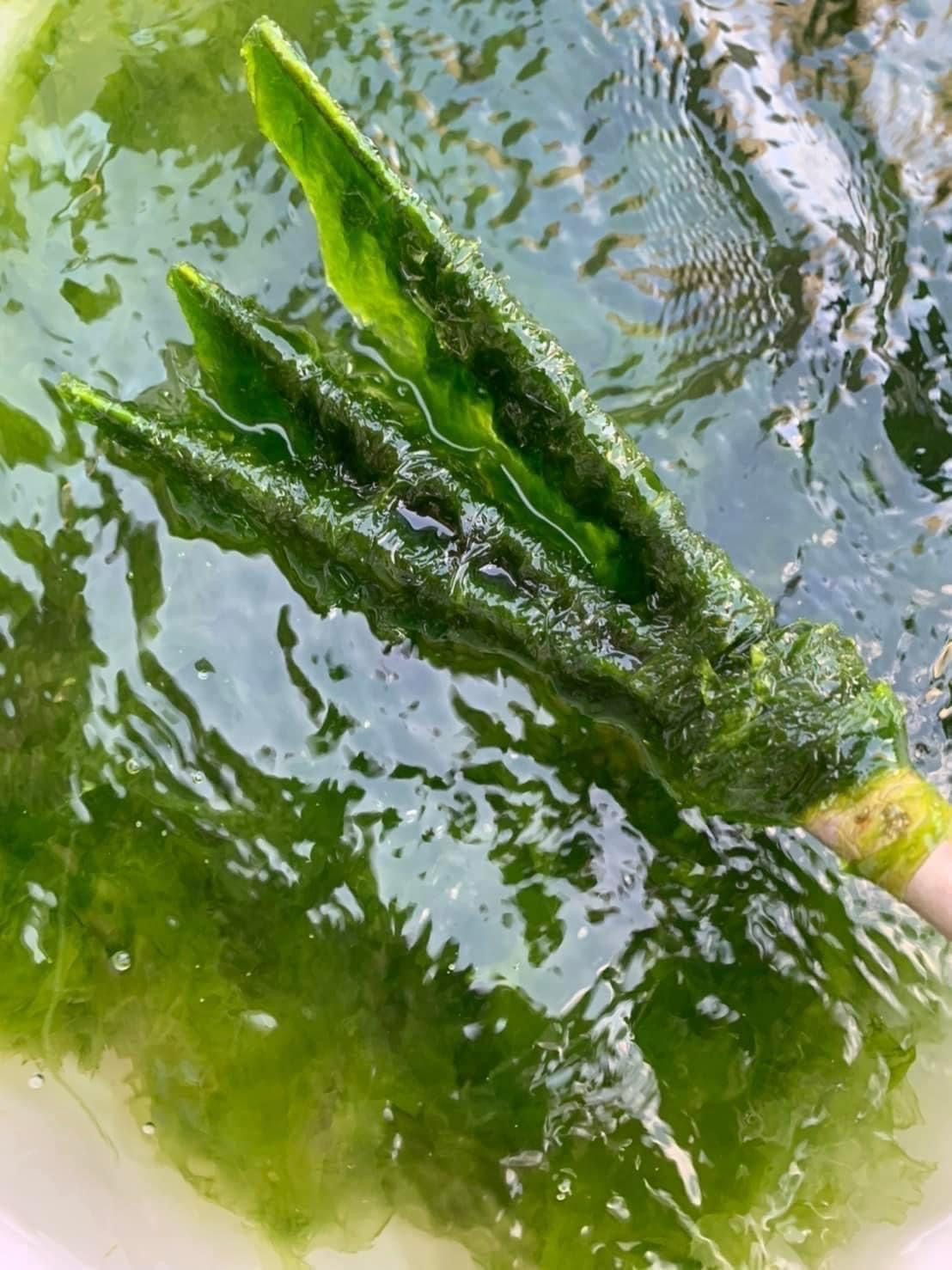 澎湖綠金海菜